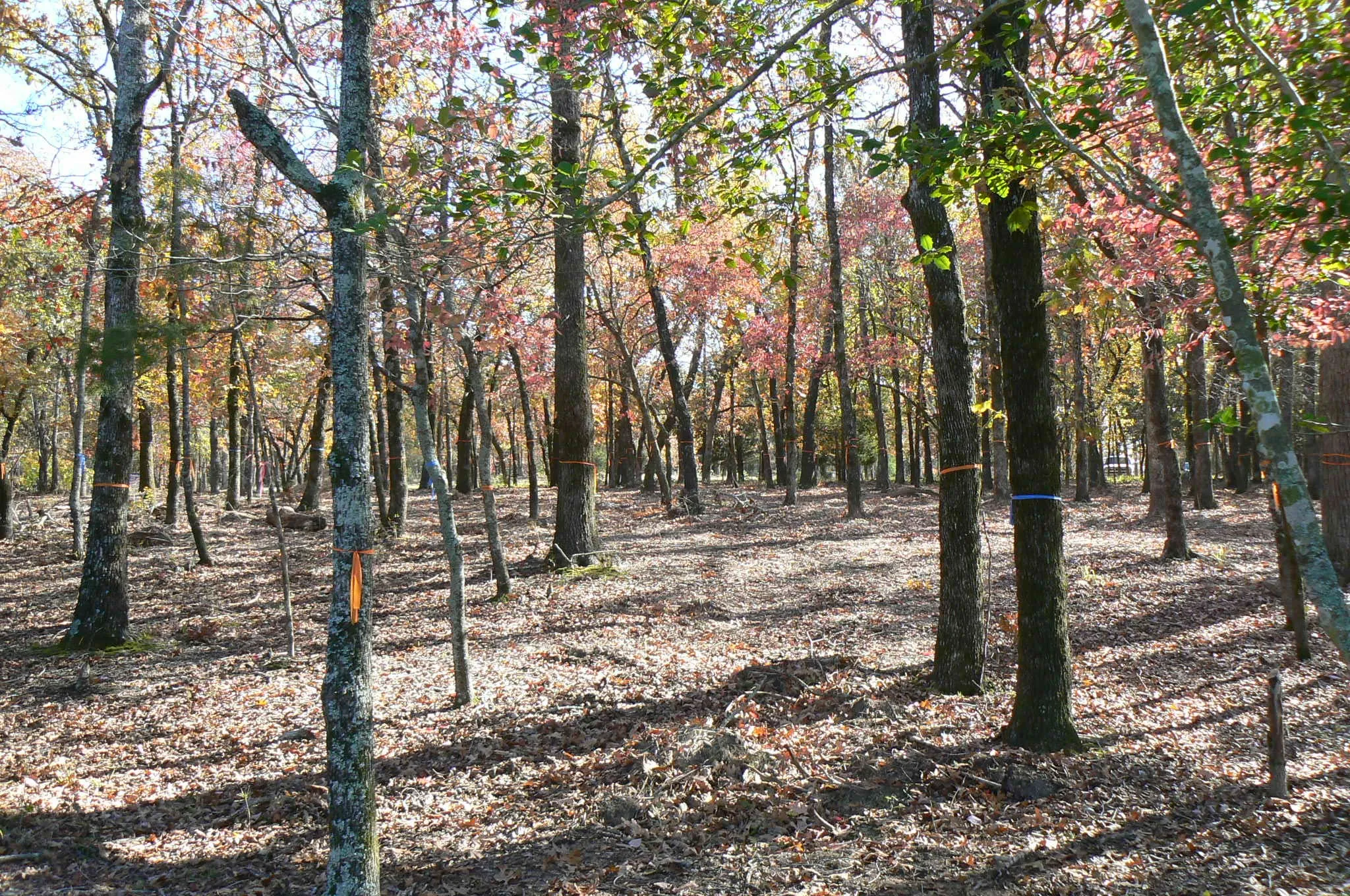 Unimproved Land For Sale in Henderson County , 9122 Safari Bluff, Larue, Texas 75770, 0, 0, Garage spaces, 0 Sqft, built in 0, Price $179,900, mls#20947459, Real Estate Agent in Larue, Homes For Sale in Henderson county, Homes For Sale in Larue, Realtor in Larue Texas, Real Estate Brokerage Independent Realty Texas, Luminita Cordes Realtor