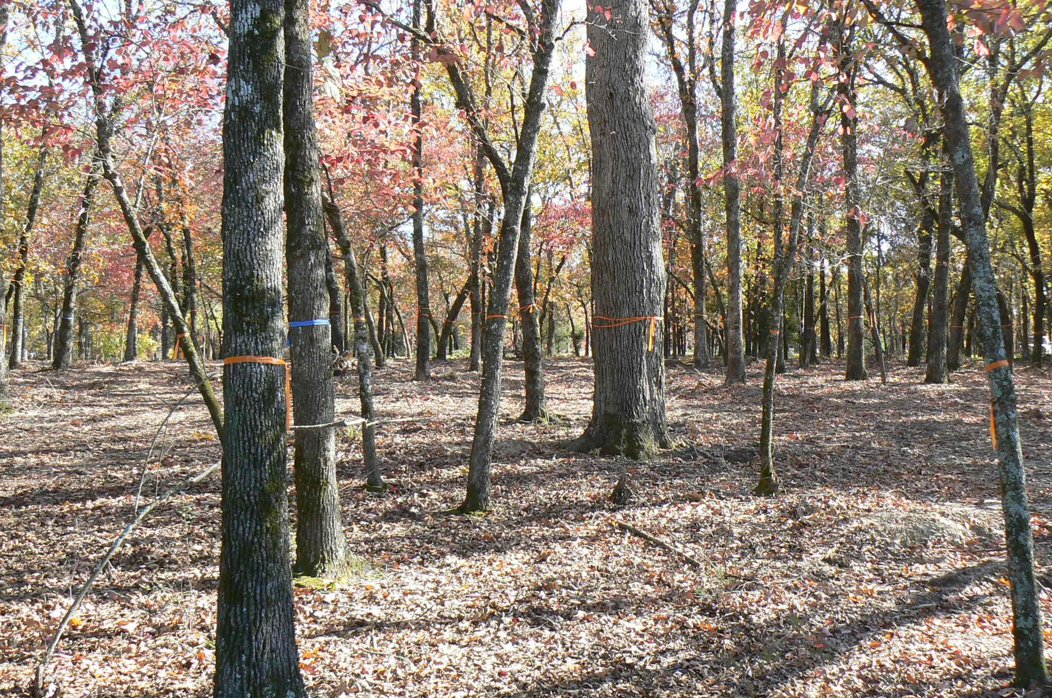 Unimproved Land For Sale in Henderson County , 9122 Safari Bluff, Larue, Texas 75770, 0, 0, Garage spaces, 0 Sqft, built in 0, Price $179,900, mls#20947459, Real Estate Agent in Larue, Homes For Sale in Henderson county, Homes For Sale in Larue, Realtor in Larue Texas, Real Estate Brokerage Independent Realty Texas, Luminita Cordes Realtor