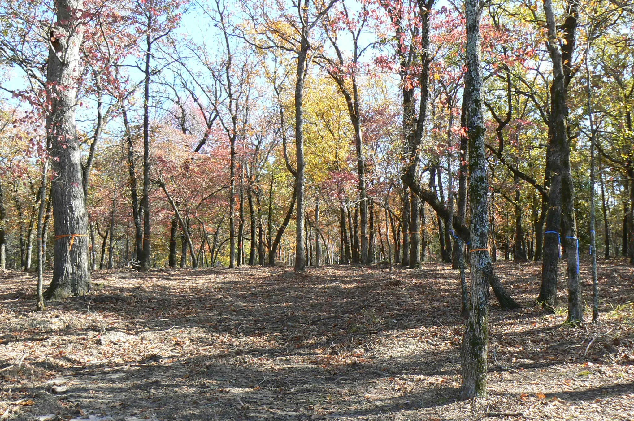 Unimproved Land For Sale in Henderson County , 9122 Safari Bluff, Larue, Texas 75770, 0, 0, Garage spaces, 0 Sqft, built in 0, Price $179,900, mls#20947459, Real Estate Agent in Larue, Homes For Sale in Henderson county, Homes For Sale in Larue, Realtor in Larue Texas, Real Estate Brokerage Independent Realty Texas, Luminita Cordes Realtor