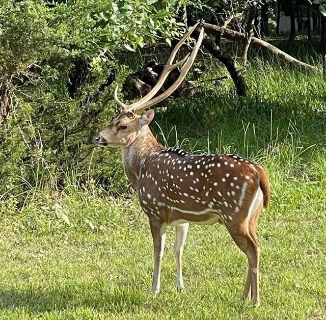 Unimproved Land For Sale in Henderson County , 9122 Safari Bluff, Larue, Texas 75770, 0, 0, Garage spaces, 0 Sqft, built in 0, Price $179,900, mls#20947459, Real Estate Agent in Larue, Homes For Sale in Henderson county, Homes For Sale in Larue, Realtor in Larue Texas, Real Estate Brokerage Independent Realty Texas, Luminita Cordes Realtor