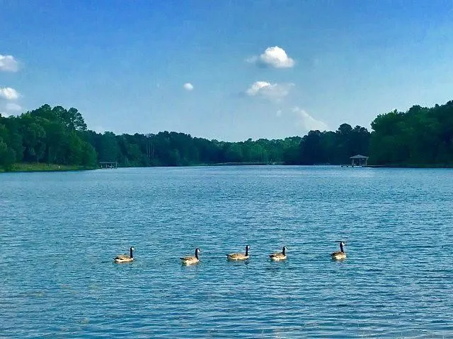Unimproved Land For Sale in Henderson County , 9122 Safari Bluff, Larue, Texas 75770, 0, 0, Garage spaces, 0 Sqft, built in 0, Price $179,900, mls#20947459, Real Estate Agent in Larue, Homes For Sale in Henderson county, Homes For Sale in Larue, Realtor in Larue Texas, Real Estate Brokerage Independent Realty Texas, Luminita Cordes Realtor