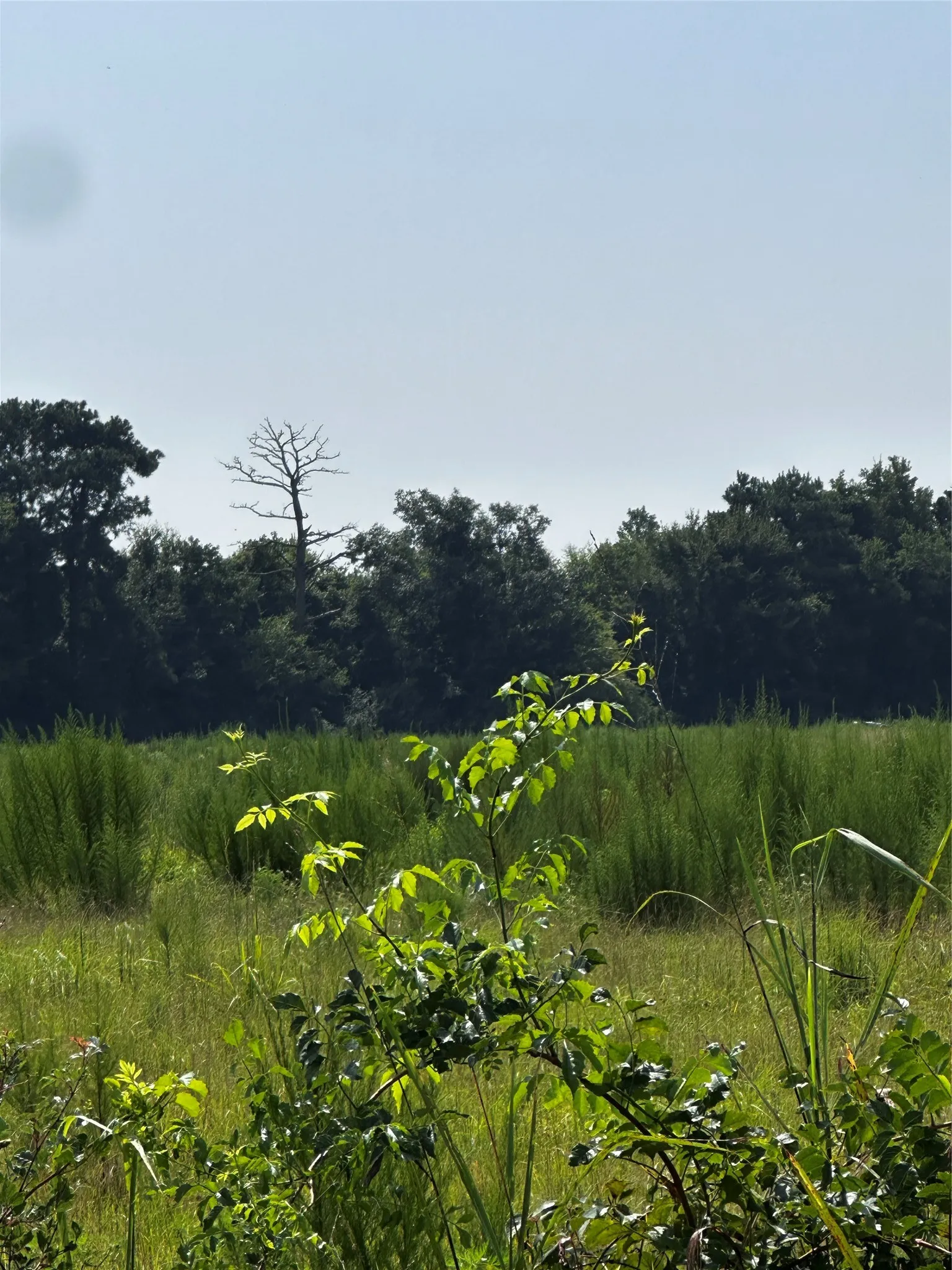 Unimproved Land For Sale in Morris County , 001 Fm-144, Daingerfield, Texas 75638, 0, 0, Garage spaces, 0 Sqft, built in 0, Price $450,000, mls#20978597, Real Estate Agent in Daingerfield, Homes For Sale in Morris county, Homes For Sale in Daingerfield, Realtor in Daingerfield Texas, Real Estate Brokerage Independent Realty Texas, Luminita Cordes Realtor