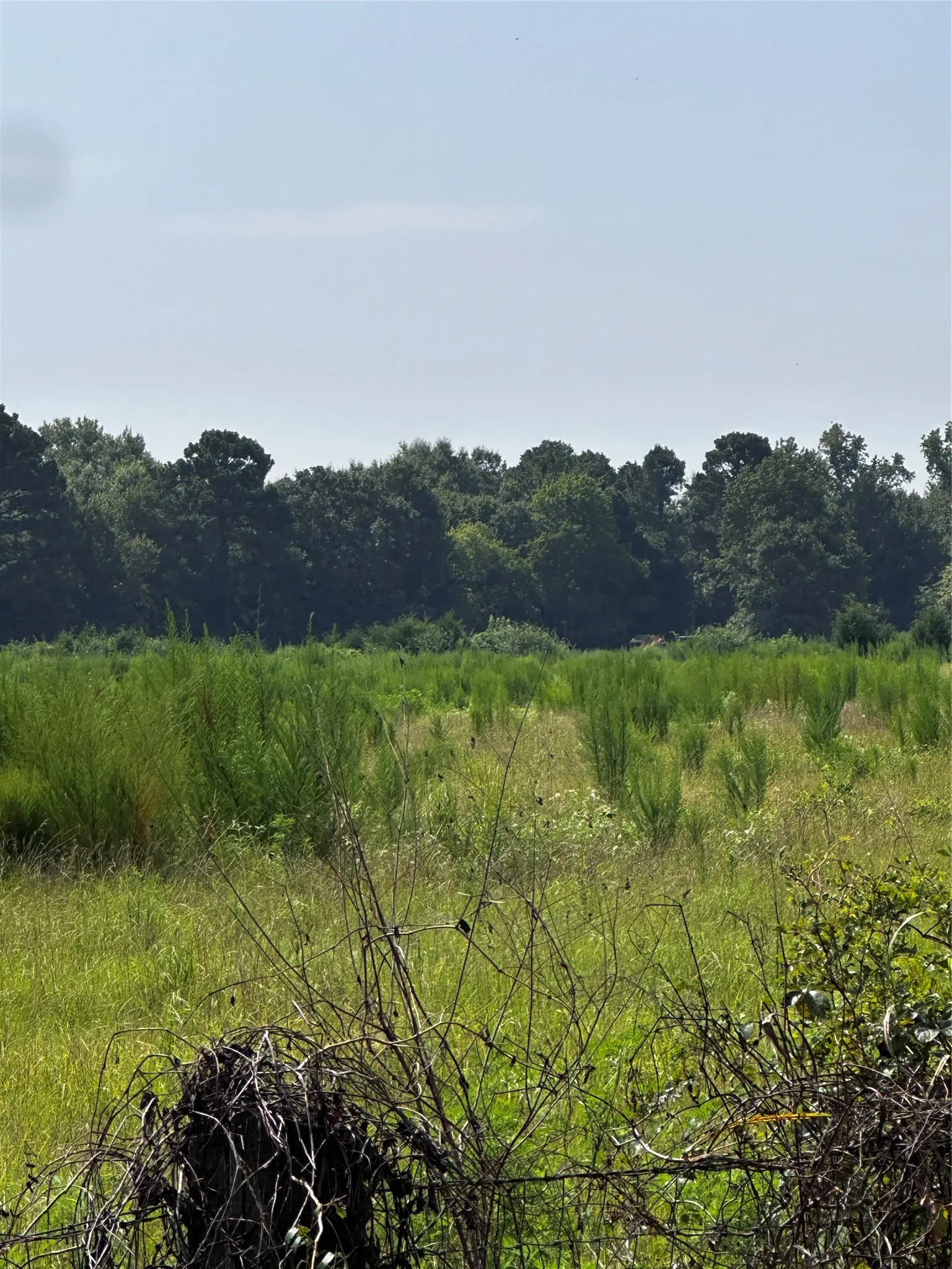Unimproved Land For Sale in Morris County , 001 Fm-144, Daingerfield, Texas 75638, 0, 0, Garage spaces, 0 Sqft, built in 0, Price $450,000, mls#20978597, Real Estate Agent in Daingerfield, Homes For Sale in Morris county, Homes For Sale in Daingerfield, Realtor in Daingerfield Texas, Real Estate Brokerage Independent Realty Texas, Luminita Cordes Realtor