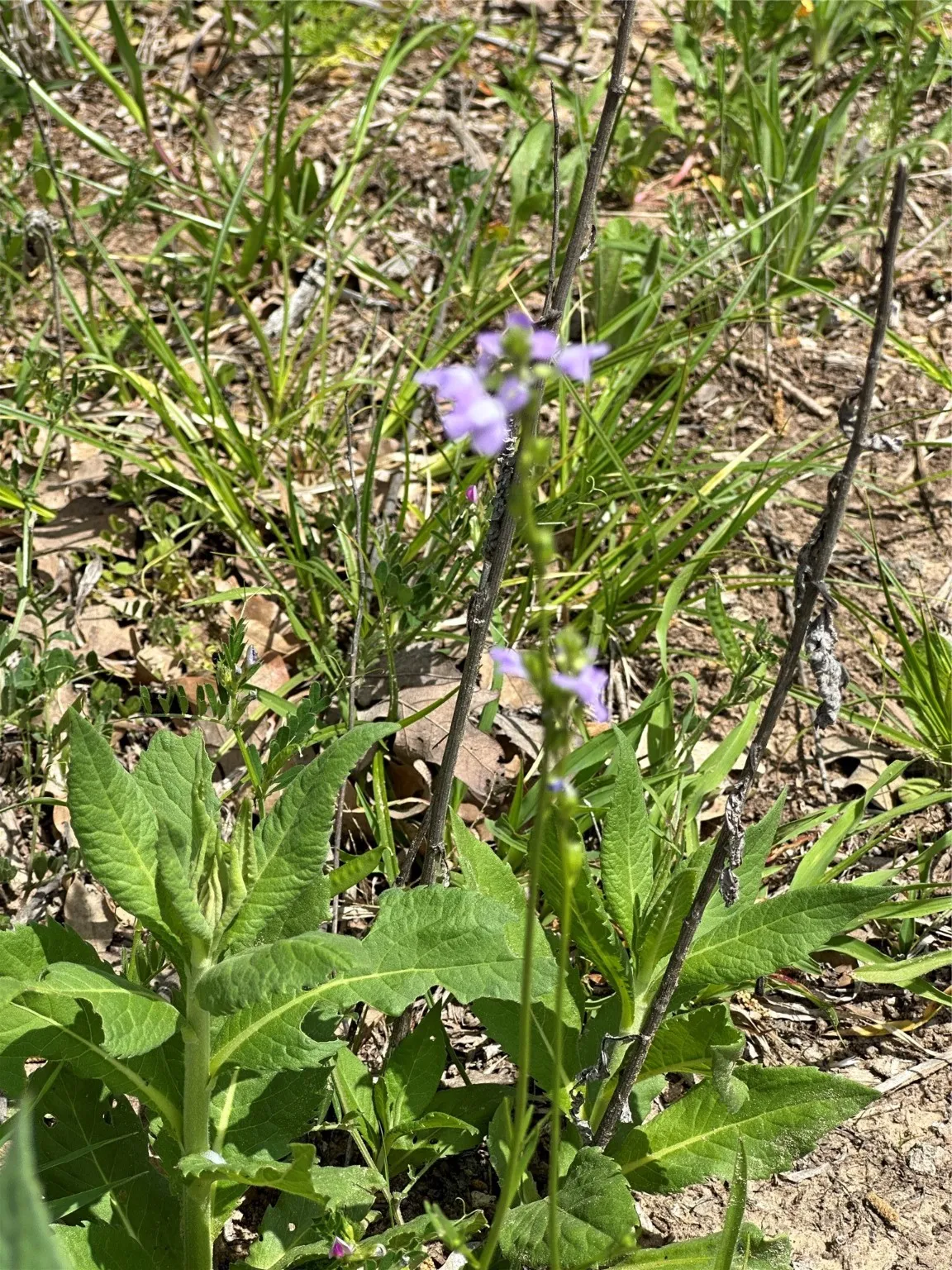 Native Flowers