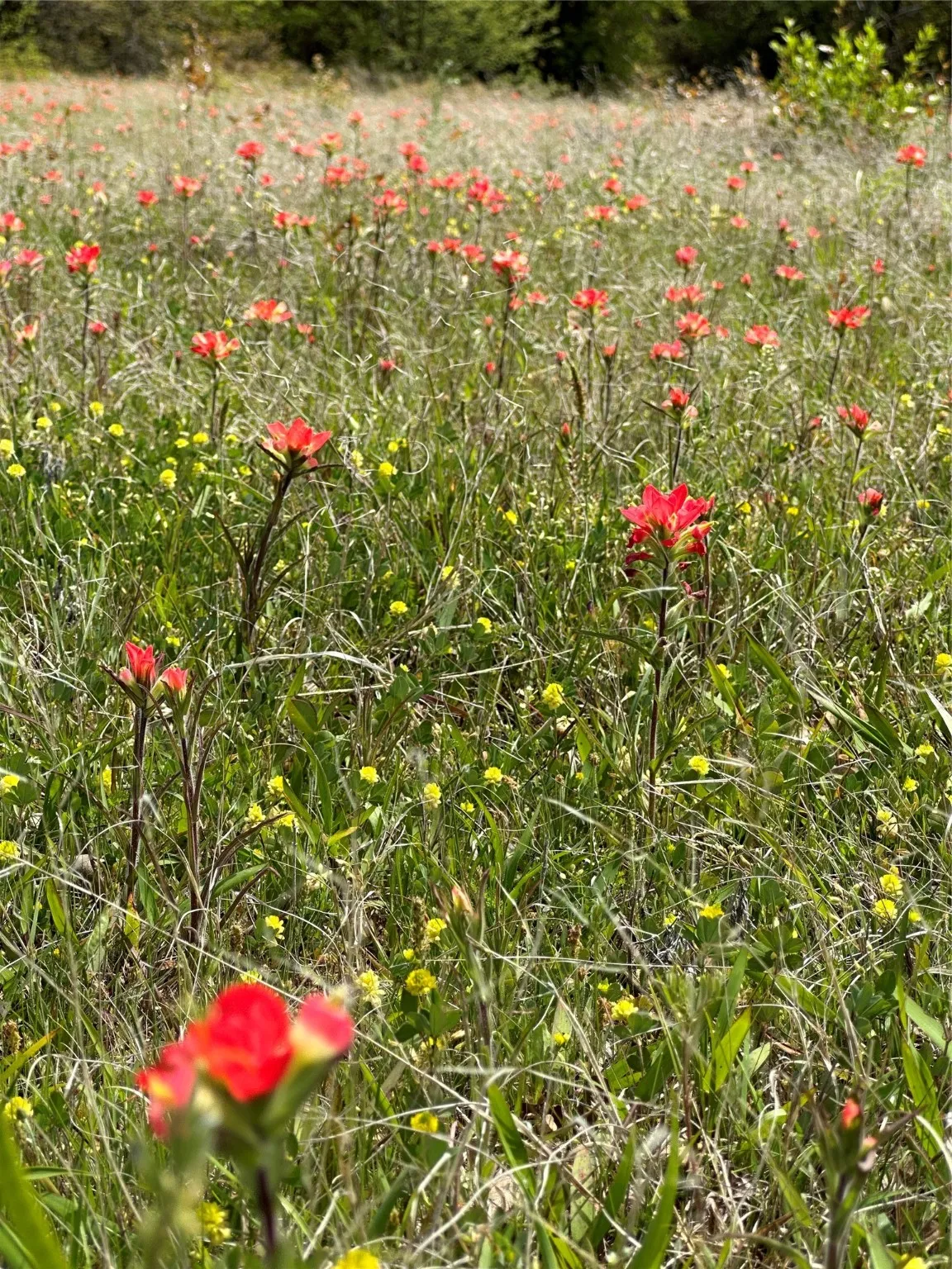 Native Flowers