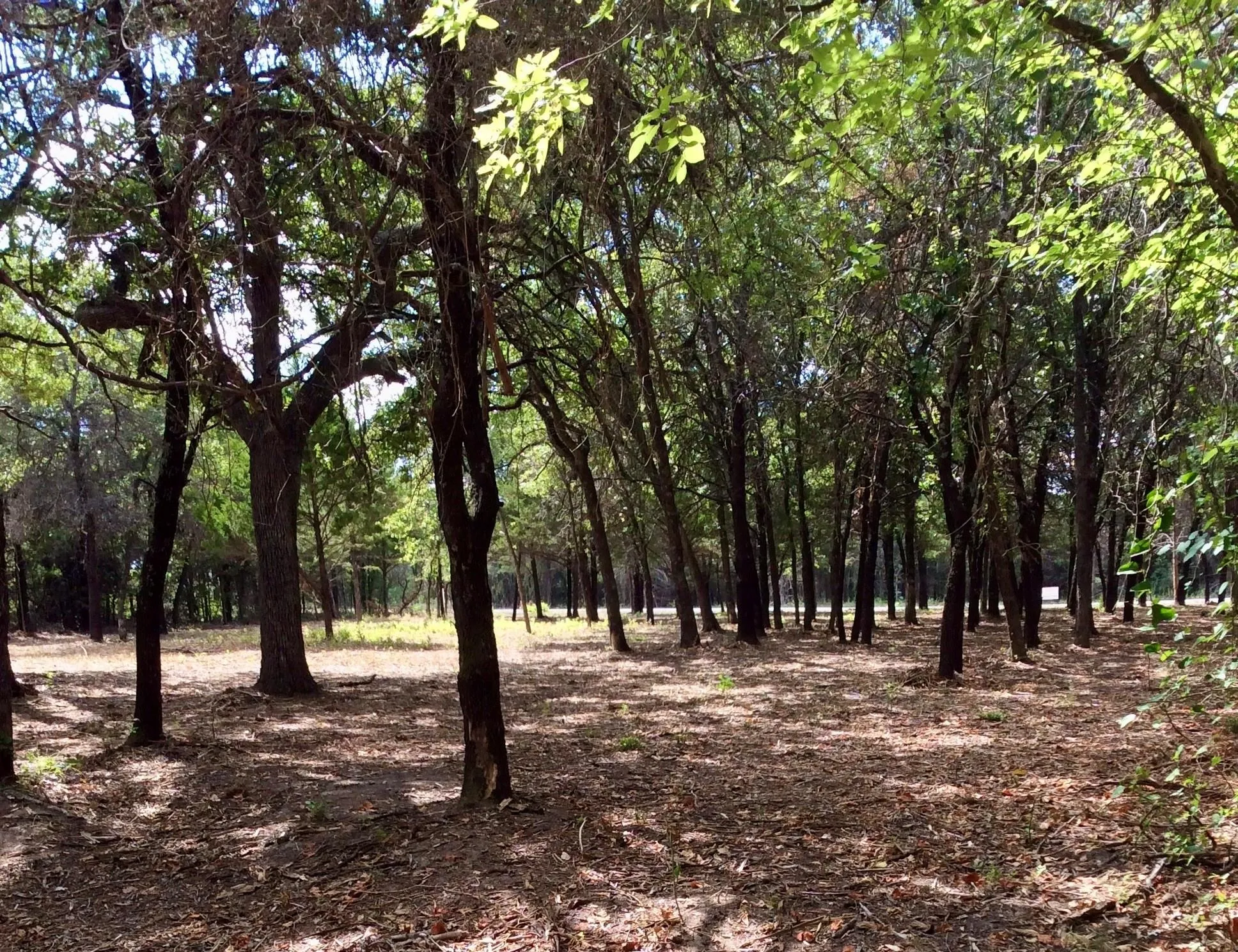 Tons of trees
