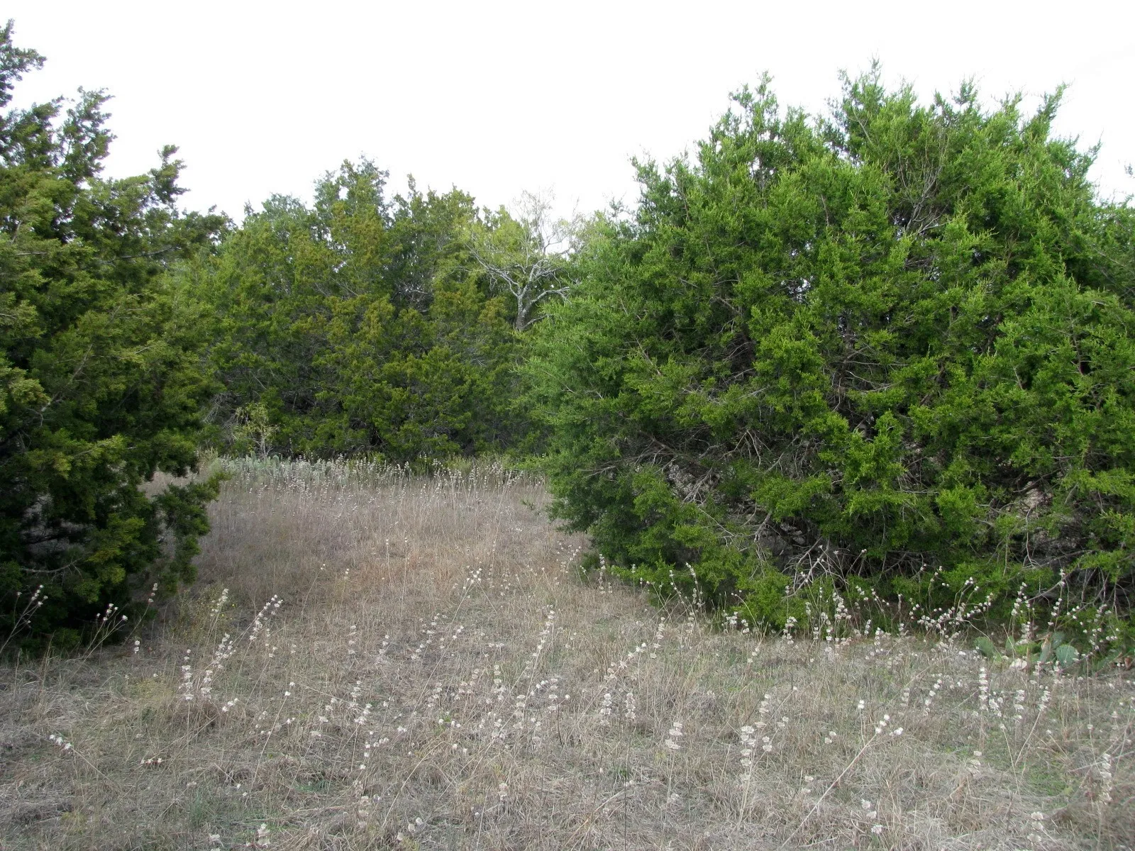 Unimproved Land For Sale in Hamilton County , Lot 140 Ph 6 County Road 421, Evant, Texas 76566, 0, 0, Garage spaces, 0 Sqft, built in 0, Price $104,000, mls#20980760, Real Estate Agent in Evant, Homes For Sale in Hamilton county, Homes For Sale in Evant, Realtor in Evant Texas, Real Estate Brokerage Independent Realty Texas, Luminita Cordes Realtor