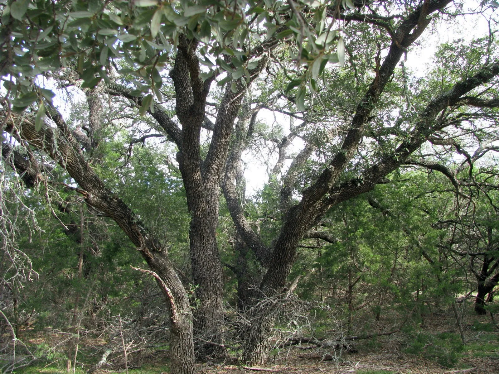 Unimproved Land For Sale in Hamilton County , Lot 140 Ph 6 County Road 421, Evant, Texas 76566, 0, 0, Garage spaces, 0 Sqft, built in 0, Price $104,000, mls#20980760, Real Estate Agent in Evant, Homes For Sale in Hamilton county, Homes For Sale in Evant, Realtor in Evant Texas, Real Estate Brokerage Independent Realty Texas, Luminita Cordes Realtor