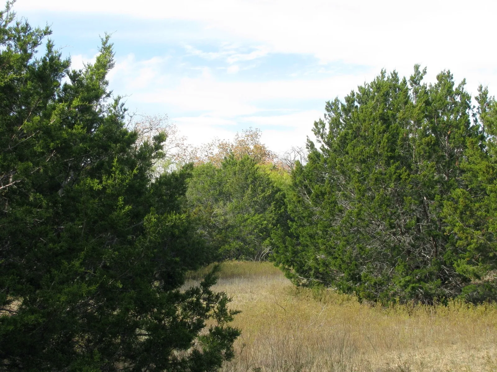 Unimproved Land For Sale in Hamilton County , Lot 140 Ph 6 County Road 421, Evant, Texas 76566, 0, 0, Garage spaces, 0 Sqft, built in 0, Price $104,000, mls#20980760, Real Estate Agent in Evant, Homes For Sale in Hamilton county, Homes For Sale in Evant, Realtor in Evant Texas, Real Estate Brokerage Independent Realty Texas, Luminita Cordes Realtor