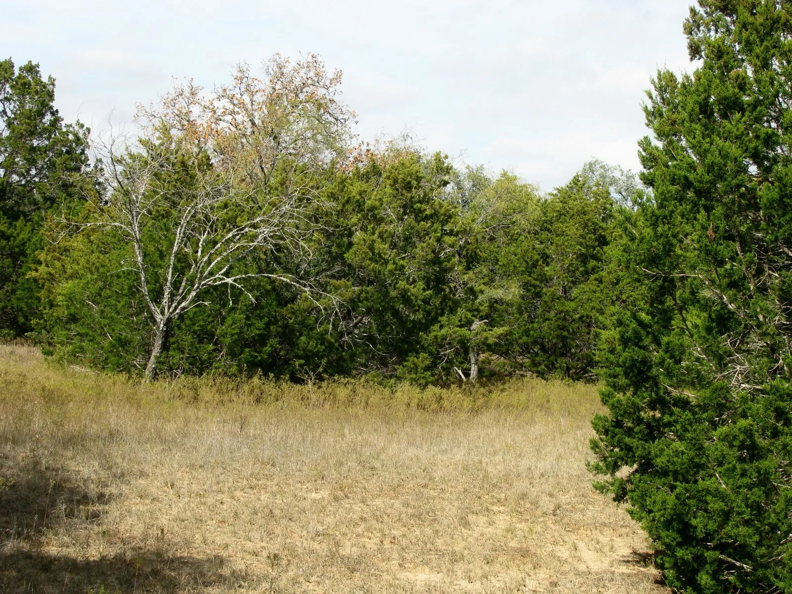 Unimproved Land For Sale in Hamilton County , Lot 140 Ph 6 County Road 421, Evant, Texas 76566, 0, 0, Garage spaces, 0 Sqft, built in 0, Price $104,000, mls#20980760, Real Estate Agent in Evant, Homes For Sale in Hamilton county, Homes For Sale in Evant, Realtor in Evant Texas, Real Estate Brokerage Independent Realty Texas, Luminita Cordes Realtor