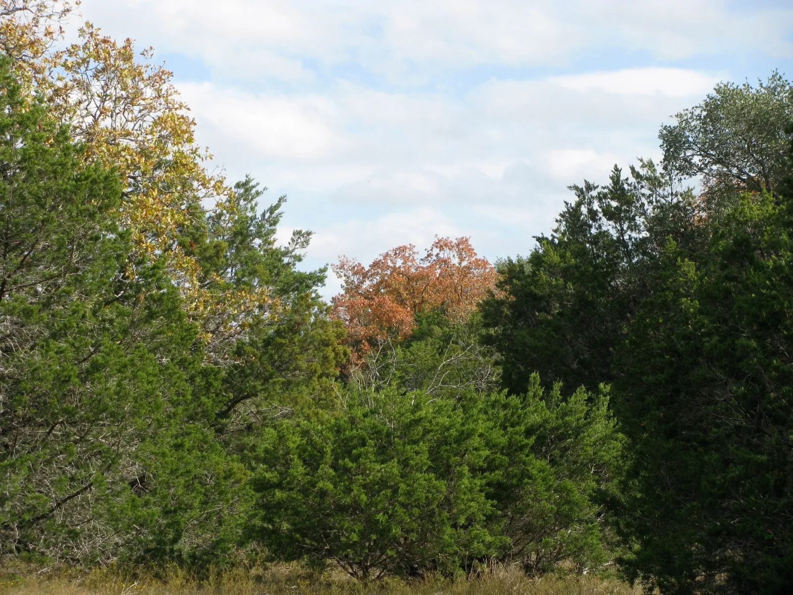 Unimproved Land For Sale in Hamilton County , Lot 140 Ph 6 County Road 421, Evant, Texas 76566, 0, 0, Garage spaces, 0 Sqft, built in 0, Price $104,000, mls#20980760, Real Estate Agent in Evant, Homes For Sale in Hamilton county, Homes For Sale in Evant, Realtor in Evant Texas, Real Estate Brokerage Independent Realty Texas, Luminita Cordes Realtor