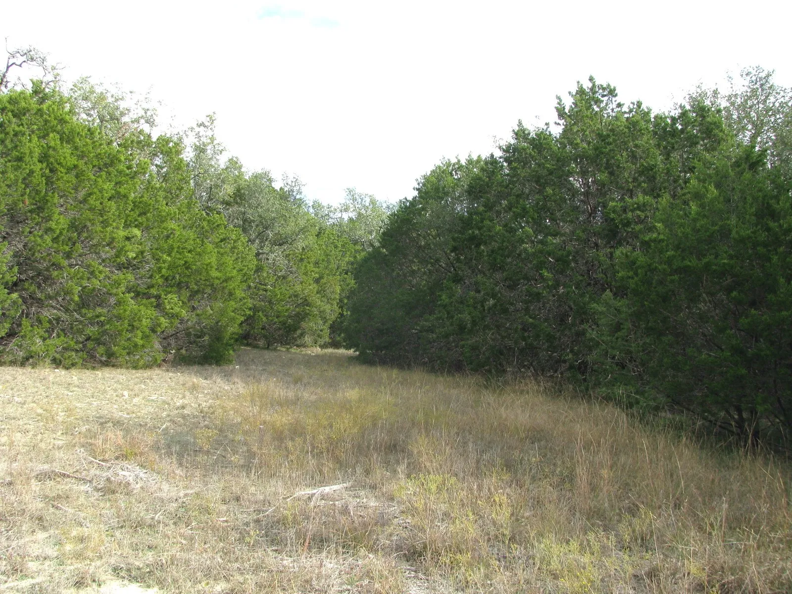 Unimproved Land For Sale in Hamilton County , Lot 140 Ph 6 County Road 421, Evant, Texas 76566, 0, 0, Garage spaces, 0 Sqft, built in 0, Price $104,000, mls#20980760, Real Estate Agent in Evant, Homes For Sale in Hamilton county, Homes For Sale in Evant, Realtor in Evant Texas, Real Estate Brokerage Independent Realty Texas, Luminita Cordes Realtor