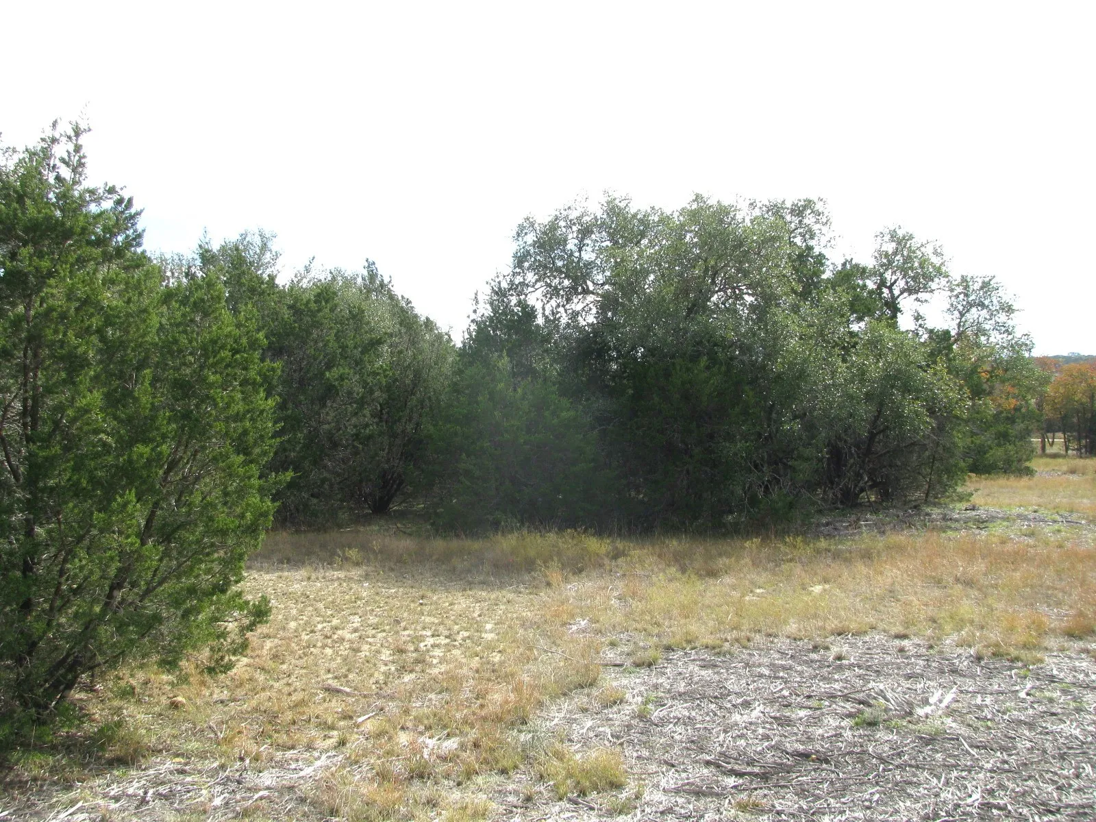 Unimproved Land For Sale in Hamilton County , Lot 140 Ph 6 County Road 421, Evant, Texas 76566, 0, 0, Garage spaces, 0 Sqft, built in 0, Price $104,000, mls#20980760, Real Estate Agent in Evant, Homes For Sale in Hamilton county, Homes For Sale in Evant, Realtor in Evant Texas, Real Estate Brokerage Independent Realty Texas, Luminita Cordes Realtor