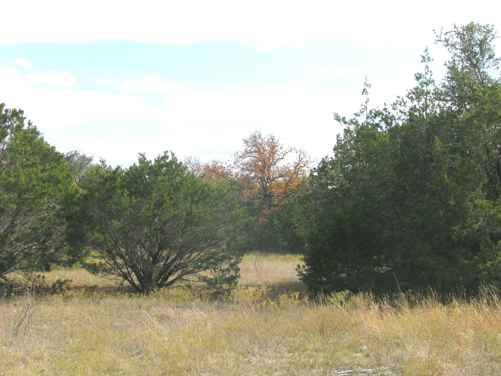 Unimproved Land For Sale in Hamilton County , Lot 140 Ph 6 County Road 421, Evant, Texas 76566, 0, 0, Garage spaces, 0 Sqft, built in 0, Price $104,000, mls#20980760, Real Estate Agent in Evant, Homes For Sale in Hamilton county, Homes For Sale in Evant, Realtor in Evant Texas, Real Estate Brokerage Independent Realty Texas, Luminita Cordes Realtor