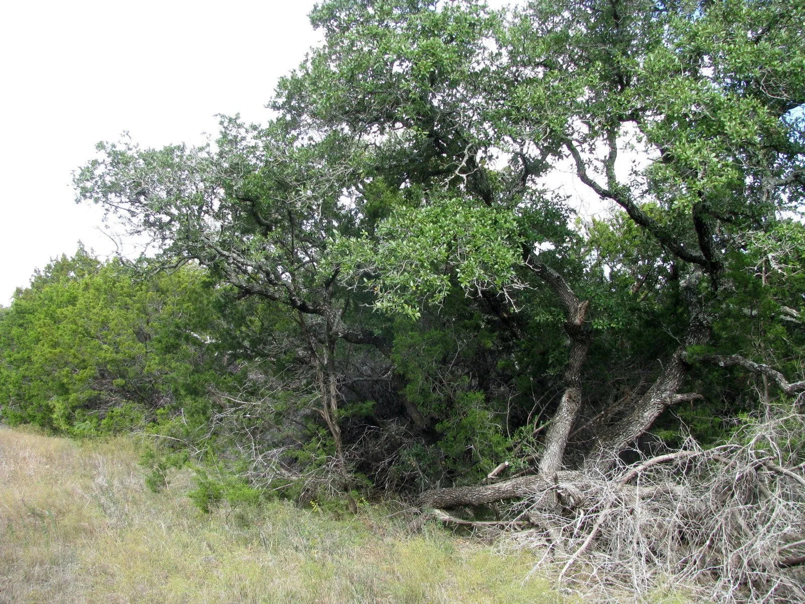 Unimproved Land For Sale in Hamilton County , Lot 140 Ph 6 County Road 421, Evant, Texas 76566, 0, 0, Garage spaces, 0 Sqft, built in 0, Price $104,000, mls#20980760, Real Estate Agent in Evant, Homes For Sale in Hamilton county, Homes For Sale in Evant, Realtor in Evant Texas, Real Estate Brokerage Independent Realty Texas, Luminita Cordes Realtor