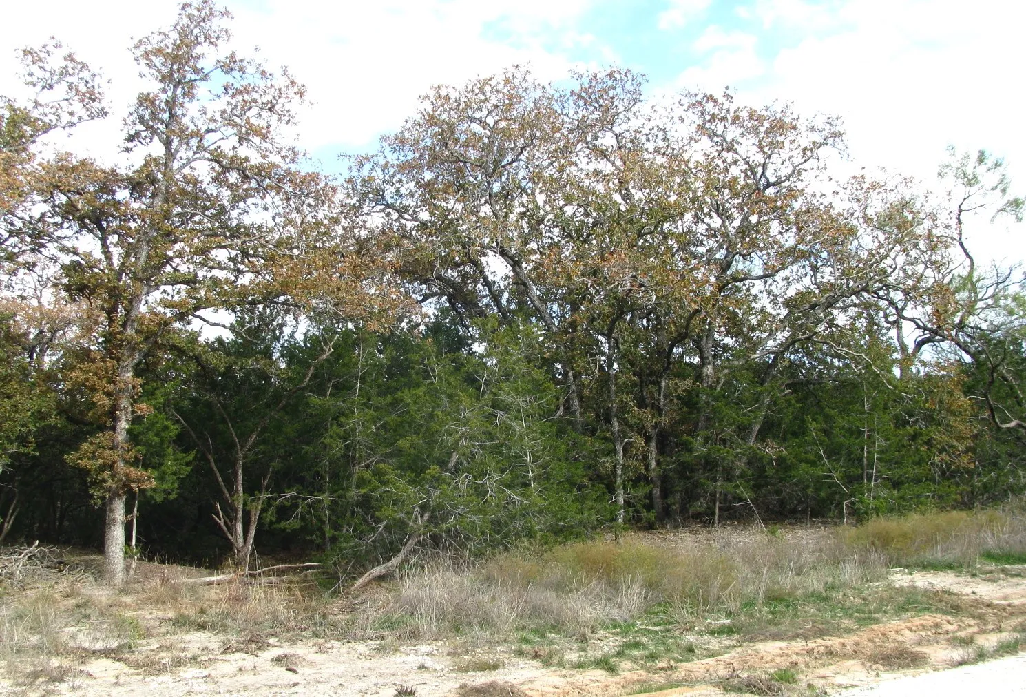 Unimproved Land For Sale in Hamilton County , Lot 140 Ph 6 County Road 421, Evant, Texas 76566, 0, 0, Garage spaces, 0 Sqft, built in 0, Price $104,000, mls#20980760, Real Estate Agent in Evant, Homes For Sale in Hamilton county, Homes For Sale in Evant, Realtor in Evant Texas, Real Estate Brokerage Independent Realty Texas, Luminita Cordes Realtor