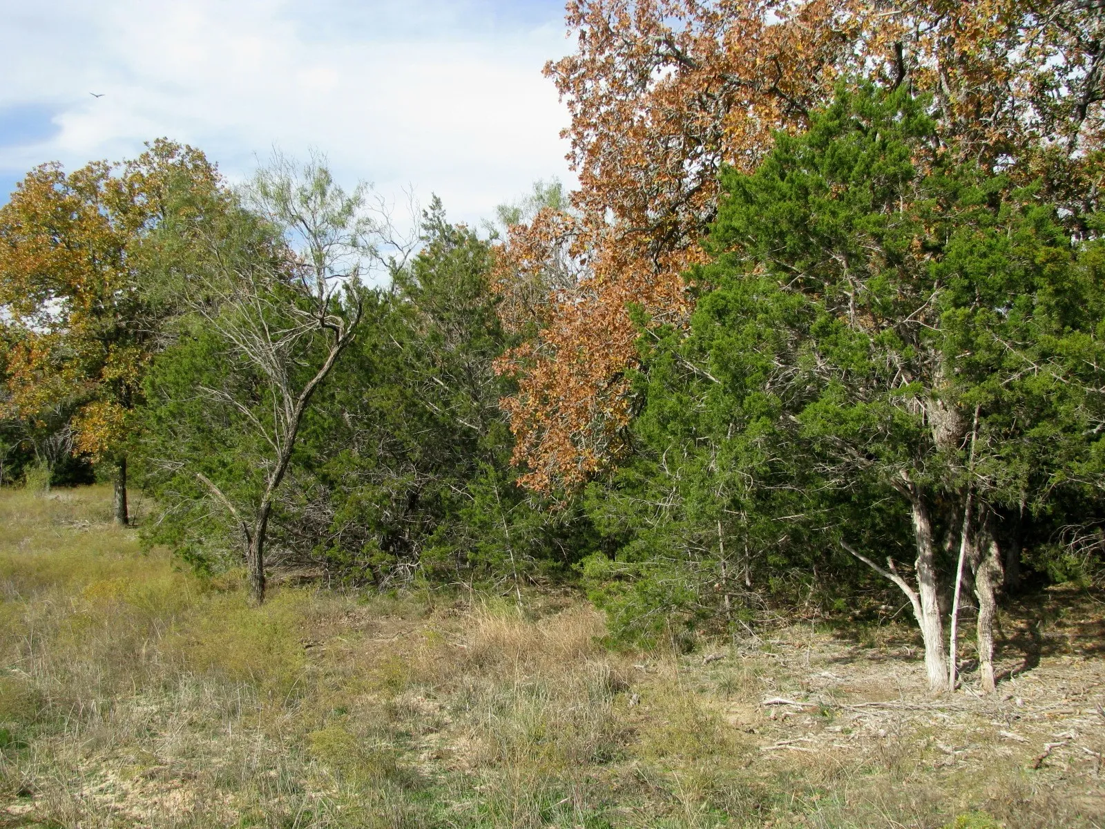Unimproved Land For Sale in Hamilton County , Lot 140 Ph 6 County Road 421, Evant, Texas 76566, 0, 0, Garage spaces, 0 Sqft, built in 0, Price $104,000, mls#20980760, Real Estate Agent in Evant, Homes For Sale in Hamilton county, Homes For Sale in Evant, Realtor in Evant Texas, Real Estate Brokerage Independent Realty Texas, Luminita Cordes Realtor