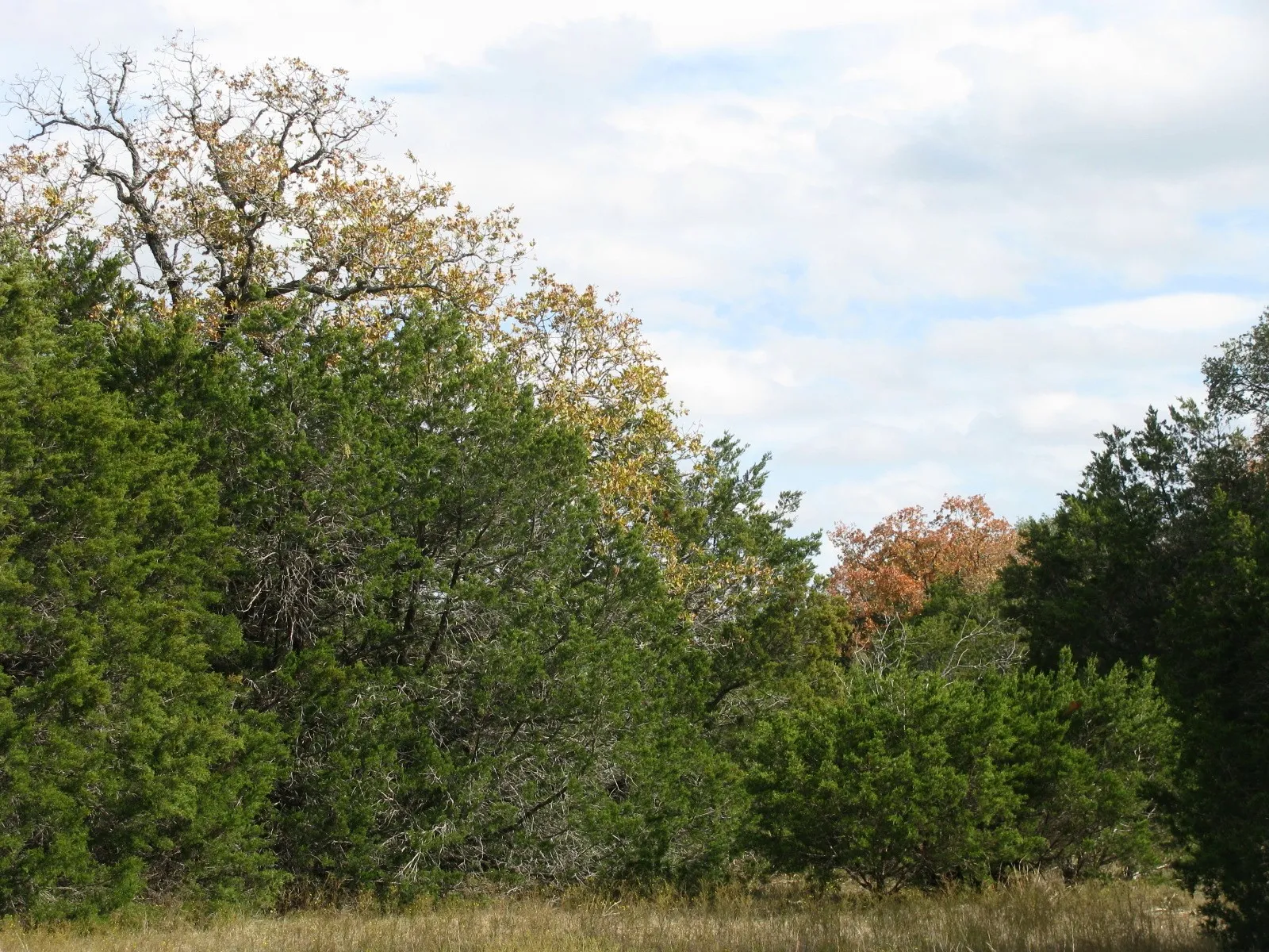 Unimproved Land For Sale in Hamilton County , Lot 140 Ph 6 County Road 421, Evant, Texas 76566, 0, 0, Garage spaces, 0 Sqft, built in 0, Price $104,000, mls#20980760, Real Estate Agent in Evant, Homes For Sale in Hamilton county, Homes For Sale in Evant, Realtor in Evant Texas, Real Estate Brokerage Independent Realty Texas, Luminita Cordes Realtor