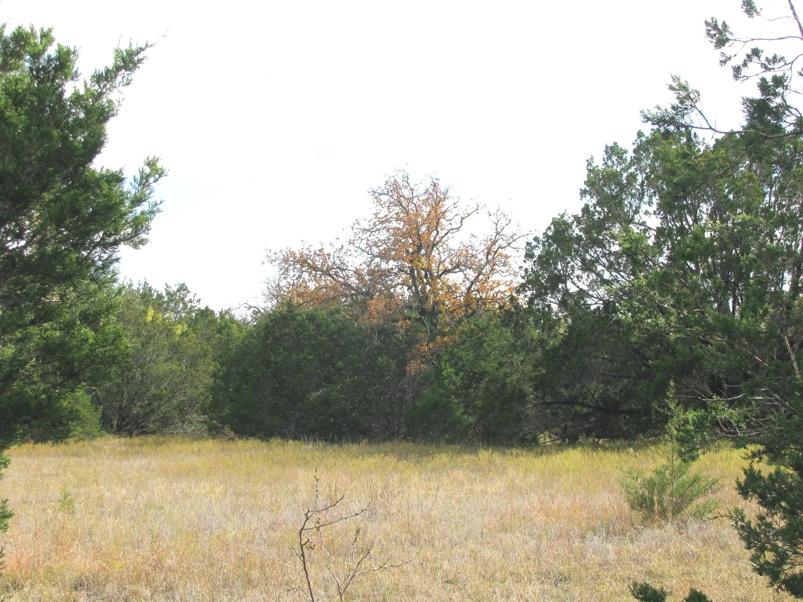 Unimproved Land For Sale in Hamilton County , Lot 140 Ph 6 County Road 421, Evant, Texas 76566, 0, 0, Garage spaces, 0 Sqft, built in 0, Price $104,000, mls#20980760, Real Estate Agent in Evant, Homes For Sale in Hamilton county, Homes For Sale in Evant, Realtor in Evant Texas, Real Estate Brokerage Independent Realty Texas, Luminita Cordes Realtor