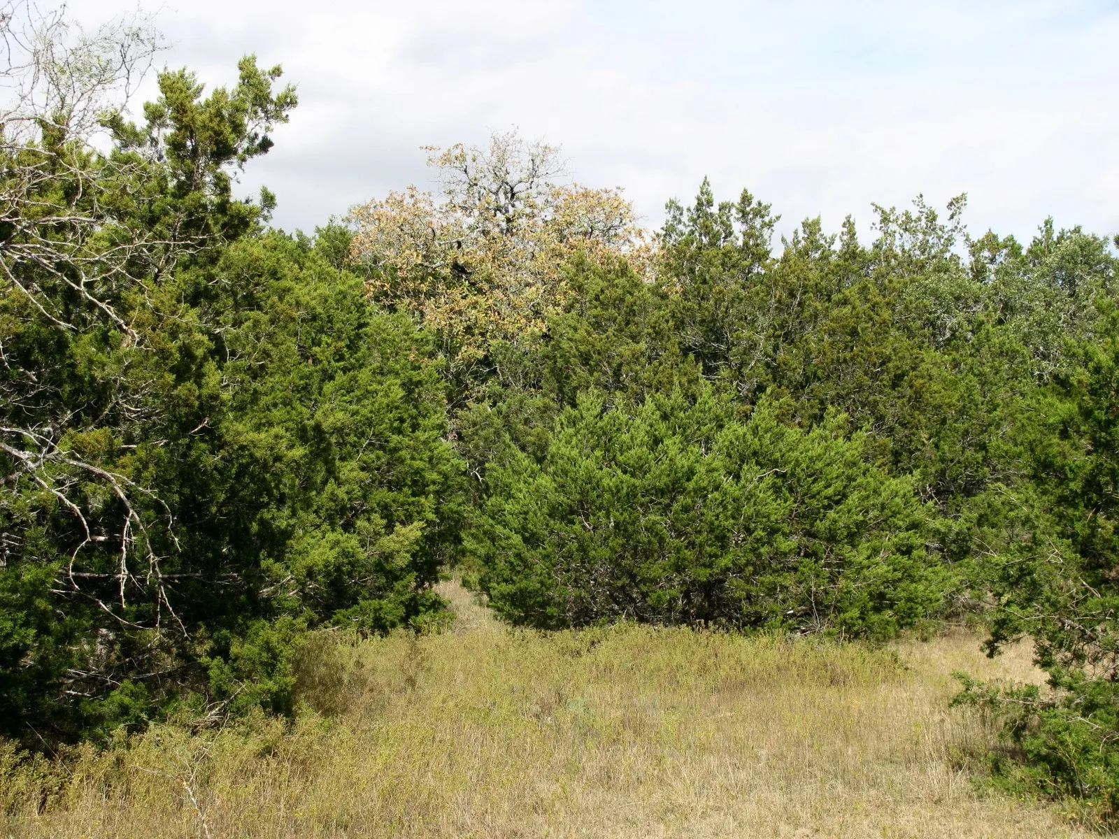 Unimproved Land For Sale in Hamilton County , Lot 140 Ph 6 County Road 421, Evant, Texas 76566, 0, 0, Garage spaces, 0 Sqft, built in 0, Price $104,000, mls#20980760, Real Estate Agent in Evant, Homes For Sale in Hamilton county, Homes For Sale in Evant, Realtor in Evant Texas, Real Estate Brokerage Independent Realty Texas, Luminita Cordes Realtor