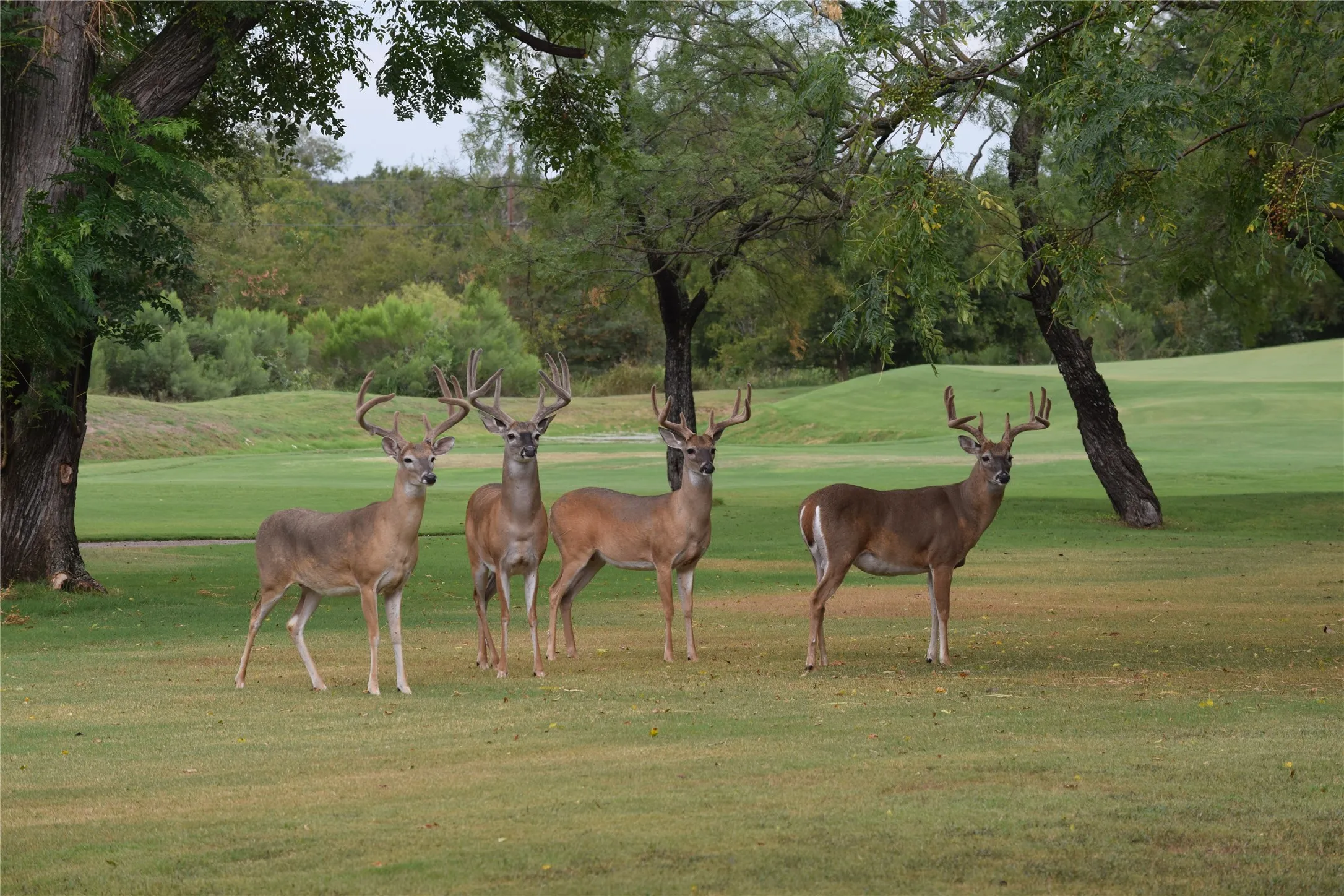 View of property's community featuring a lawn and golf course view