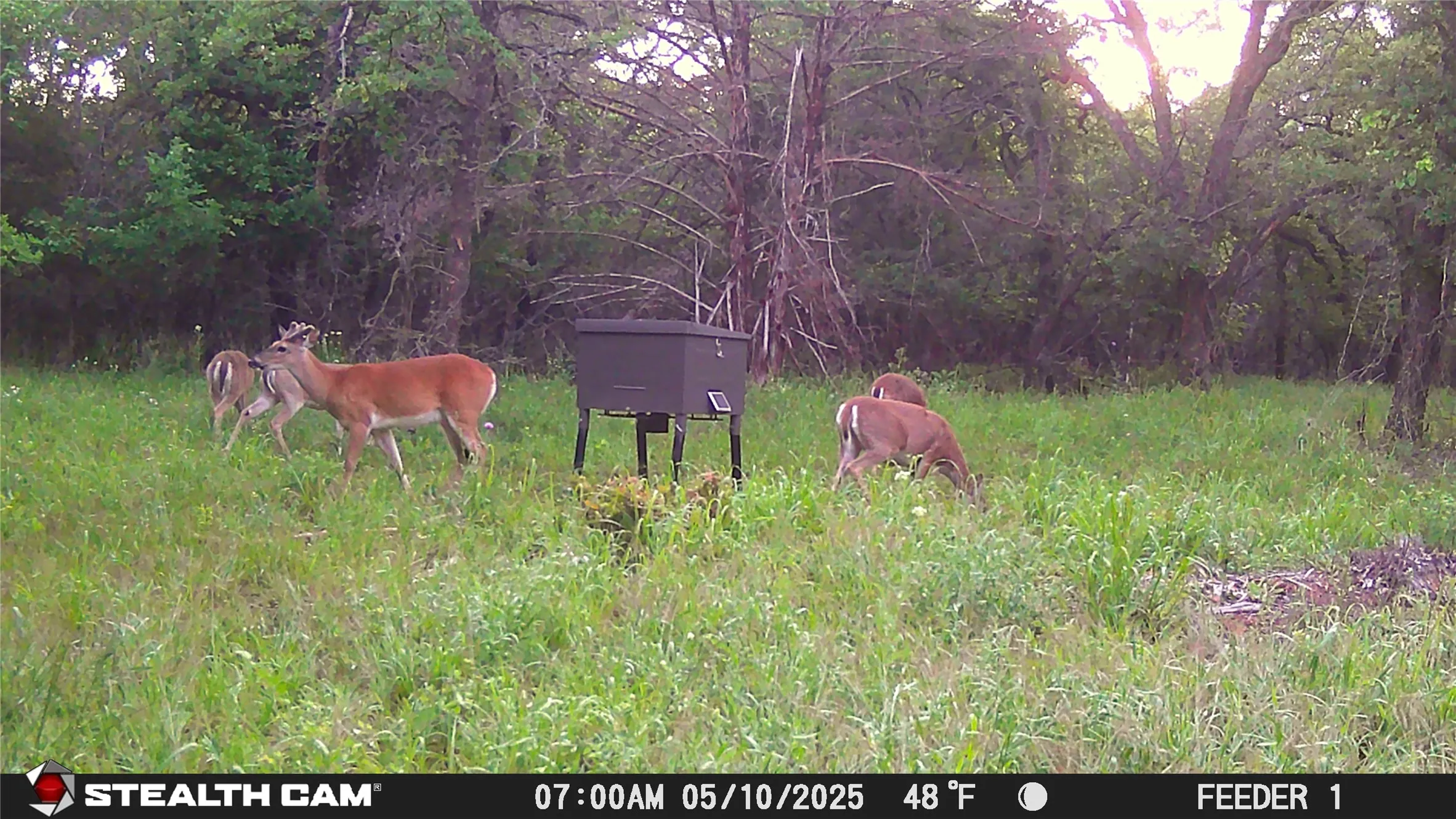 Deer at Feeder
