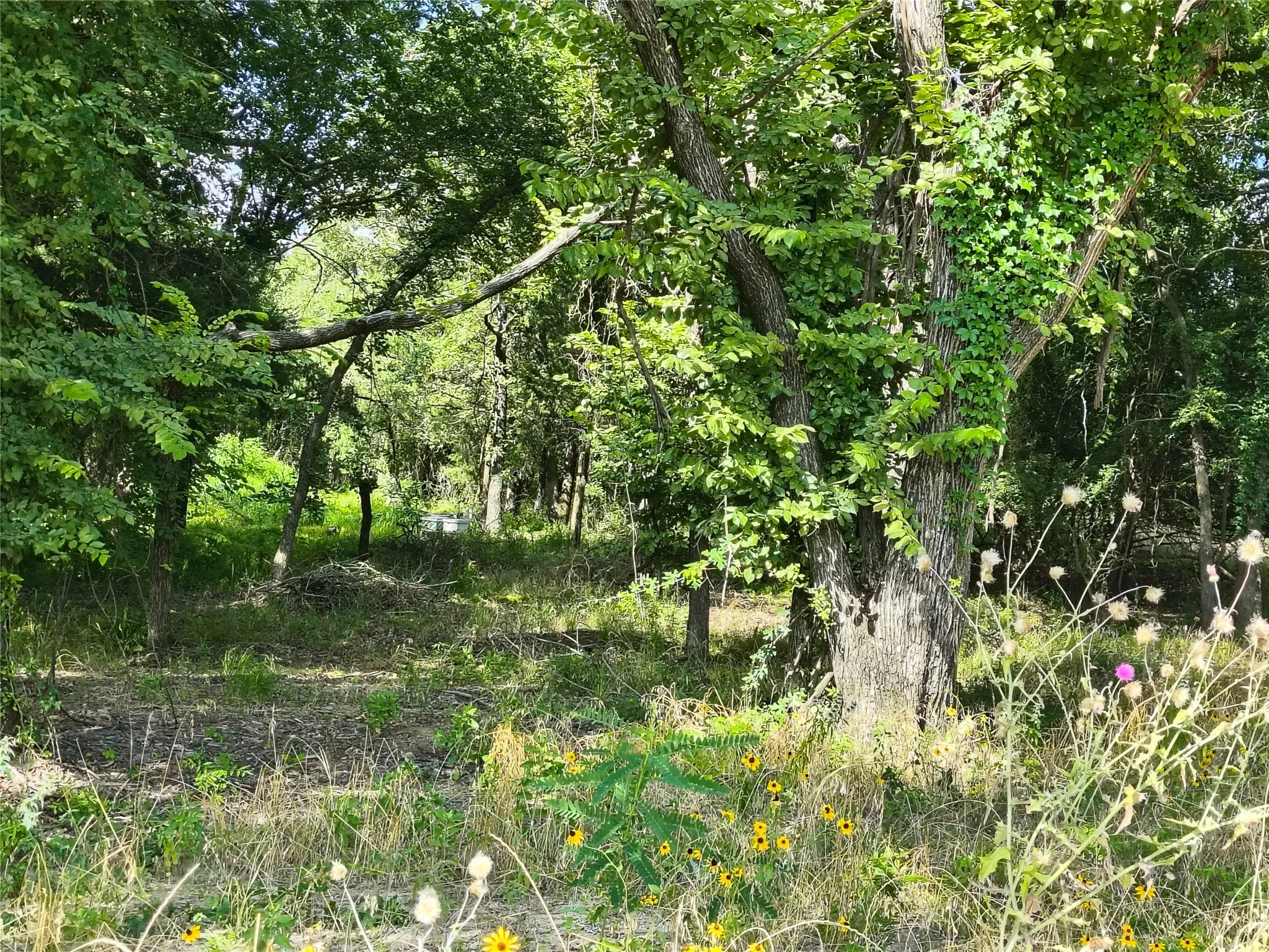 Ground view of Bee Hives