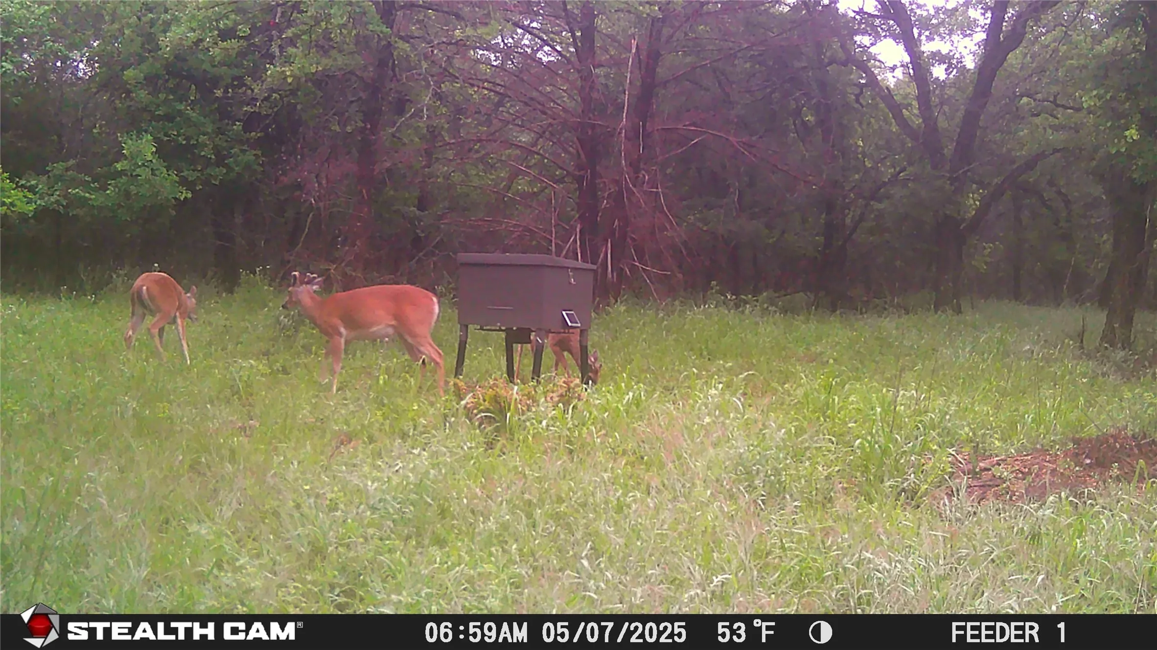 Deer at Feeder
