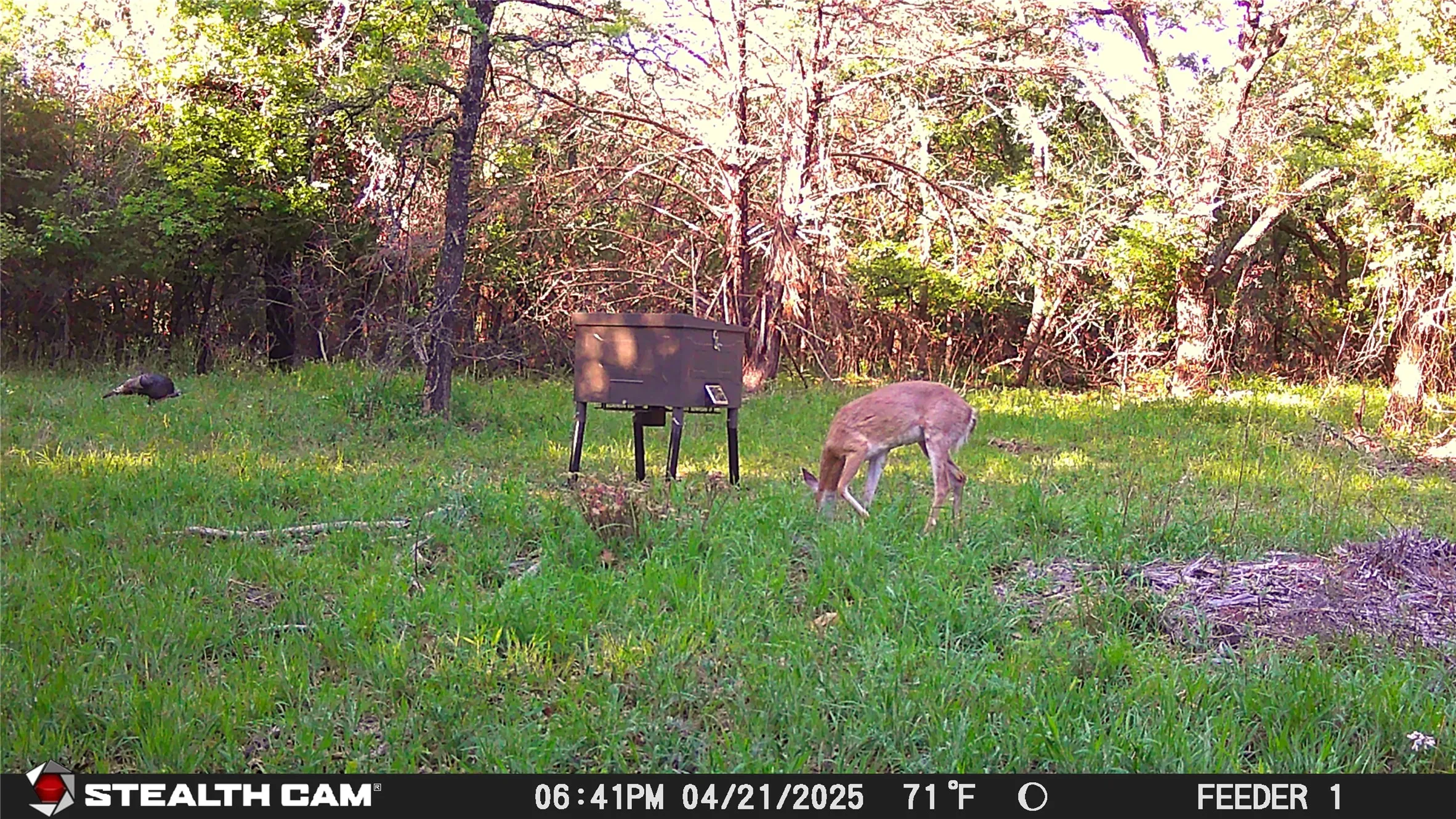 Deer & Turkey at Feeder