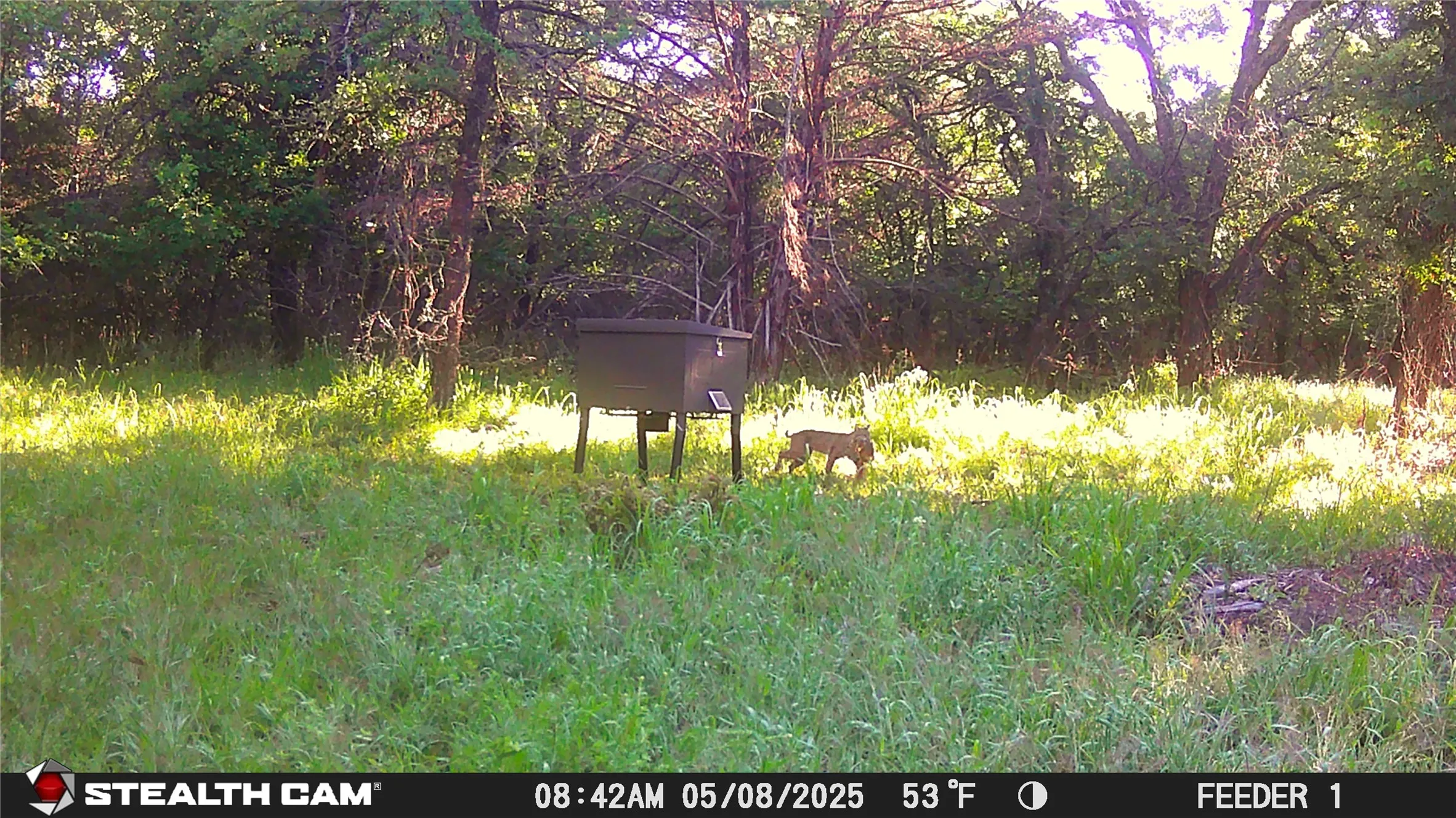 Bobcat at Feeder