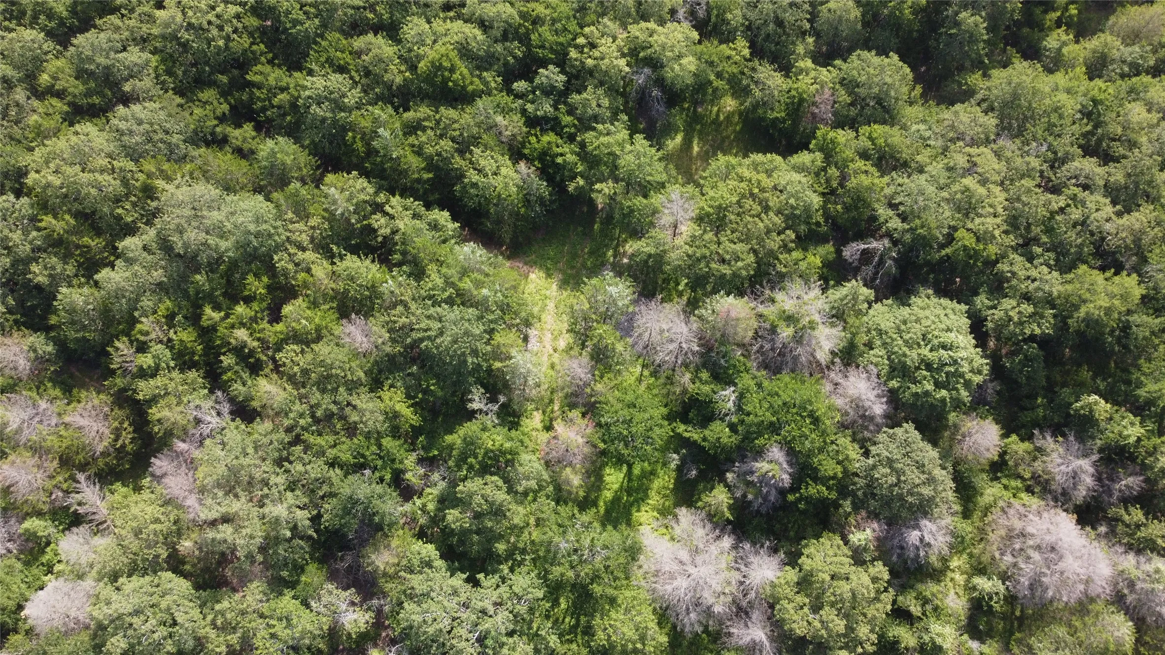 Back of property where there is a small creek. It is not visible from the aerial view because of the trees. Beautiful, wildlife-filled part of the property.
