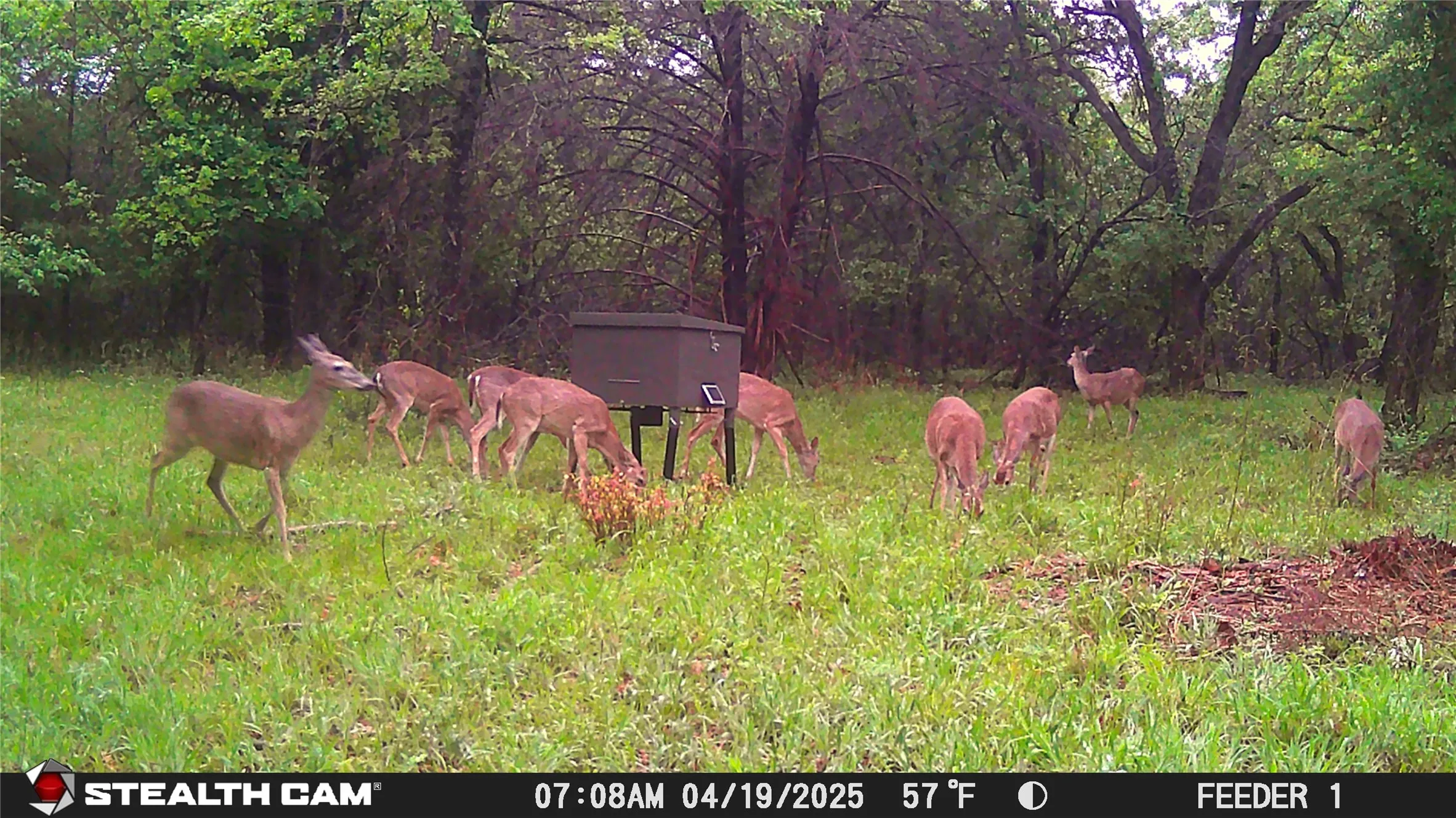 Deer at Feeder