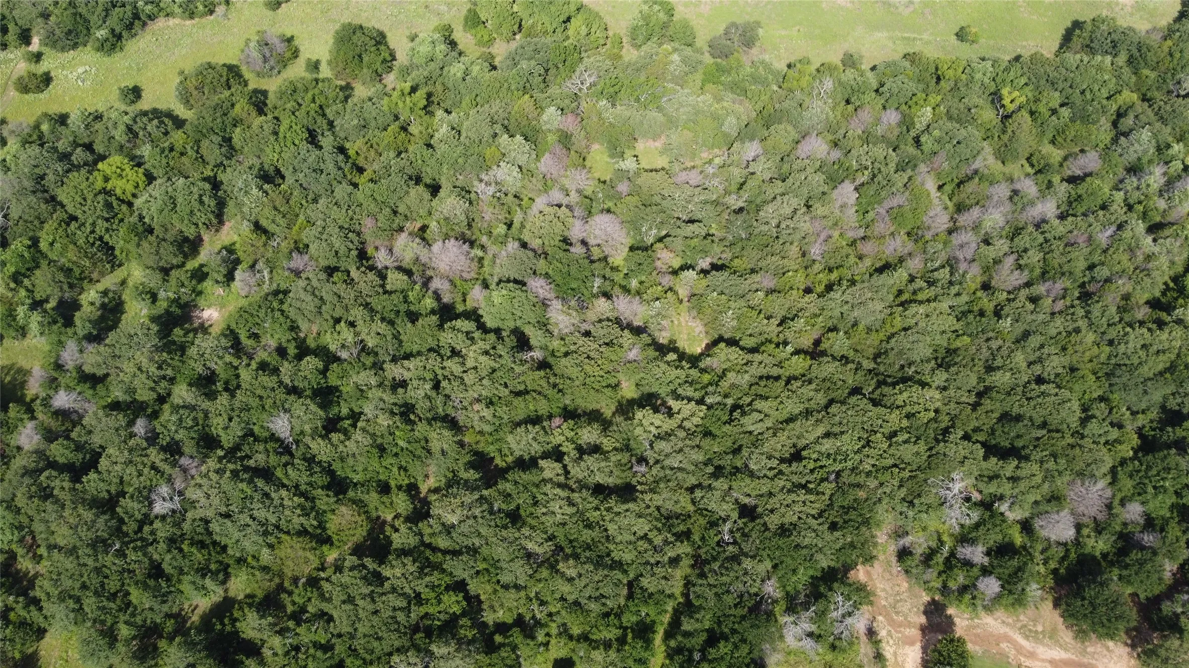 Improved Land For Sale in Wise County , 277 County Road 4461, Decatur, Texas 76234, 0, 0, Garage spaces, 0 Sqft, built in 0, Price $430,000, mls#20981584, Real Estate Agent in Decatur, Homes For Sale in Wise county, Homes For Sale in Decatur, Realtor in Decatur Texas, Real Estate Brokerage Independent Realty Texas, Luminita Cordes Realtor