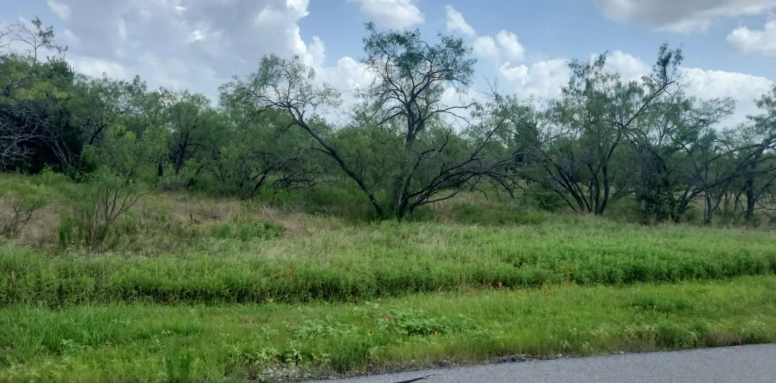 View of nature