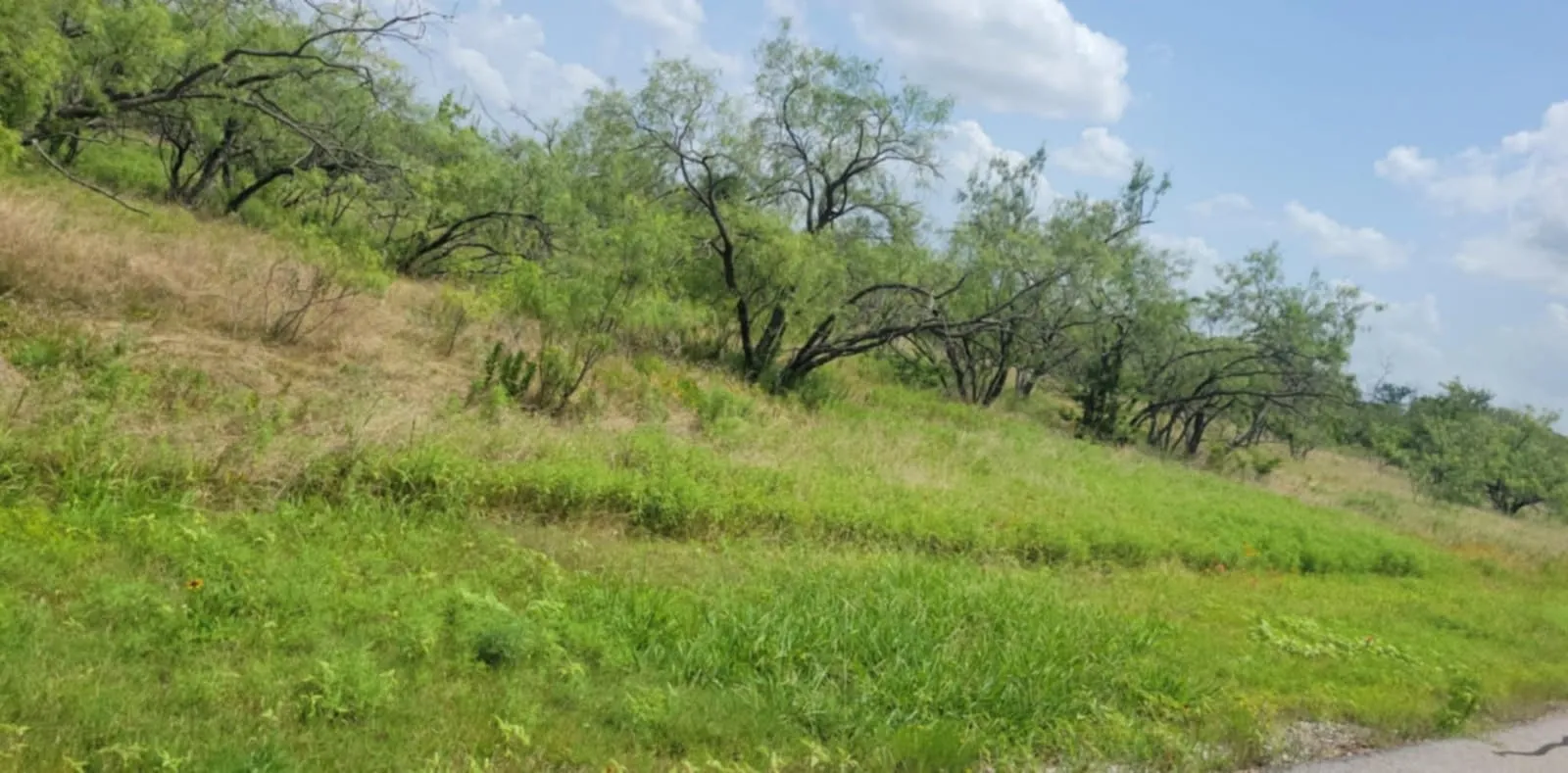 View of local wilderness