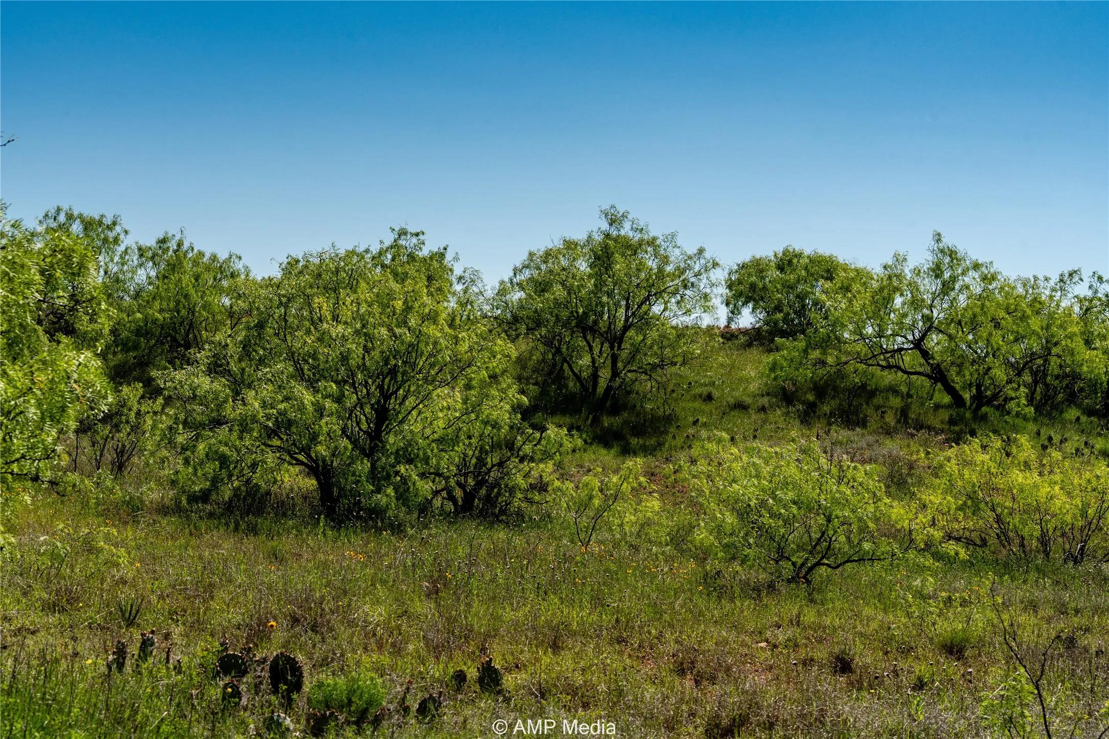 Ranch For Sale in Haskell County , T B D FM 600, Haskell, Texas 79521, 0, 0, Garage spaces, 0 Sqft, built in 0, Price $486,900, mls#20983373, Real Estate Agent in Haskell, Homes For Sale in Haskell county, Homes For Sale in Haskell, Realtor in Haskell Texas, Real Estate Brokerage Independent Realty Texas, Luminita Cordes Realtor
