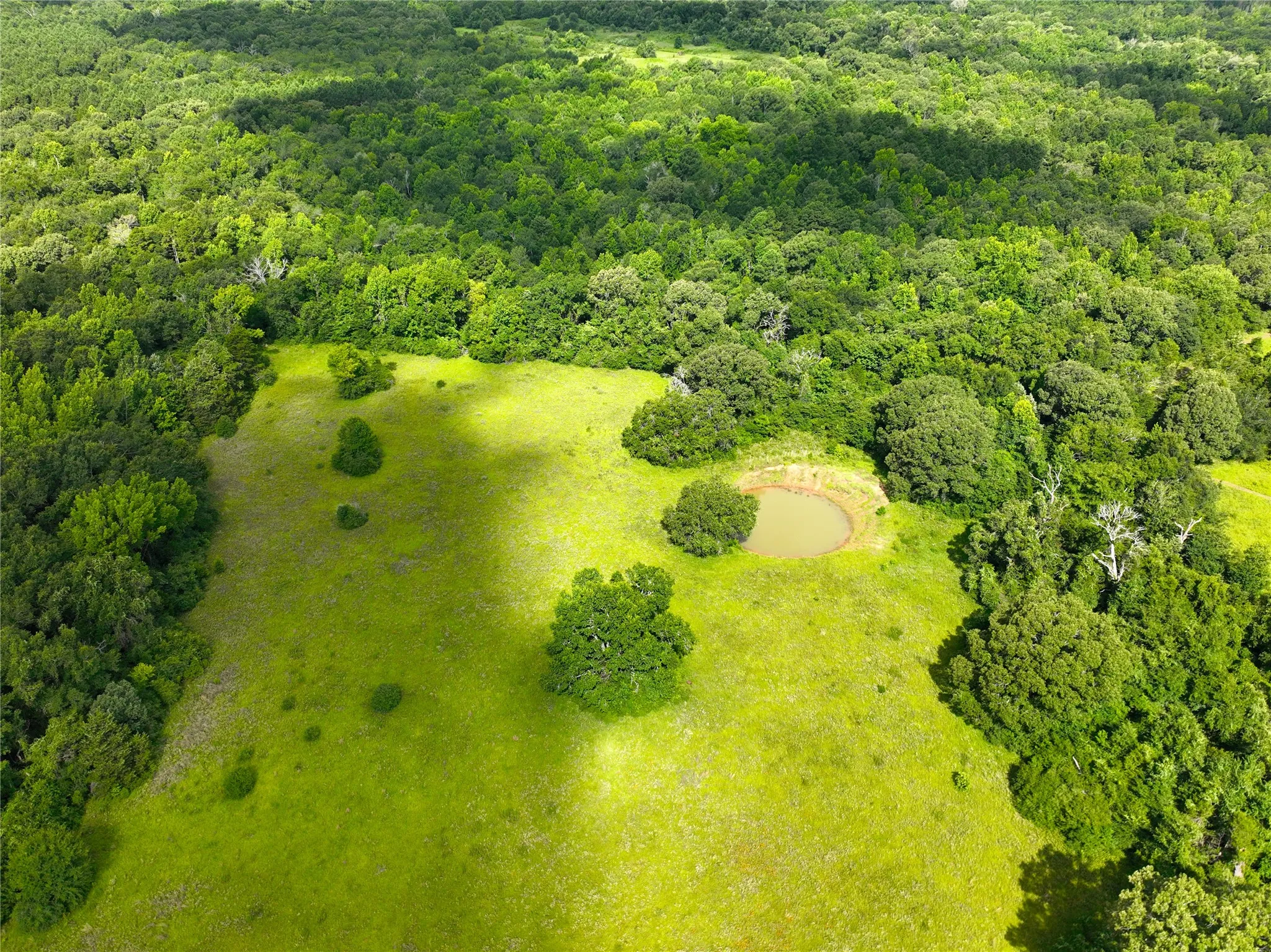 Drone / aerial view of a forest