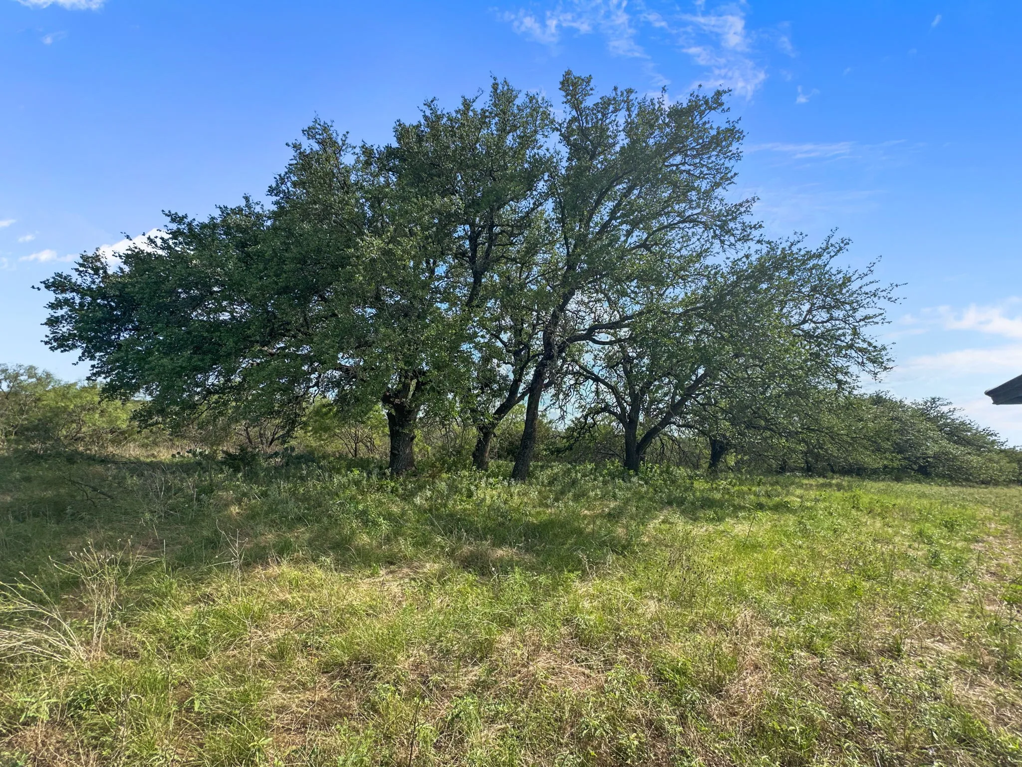 View of local wilderness