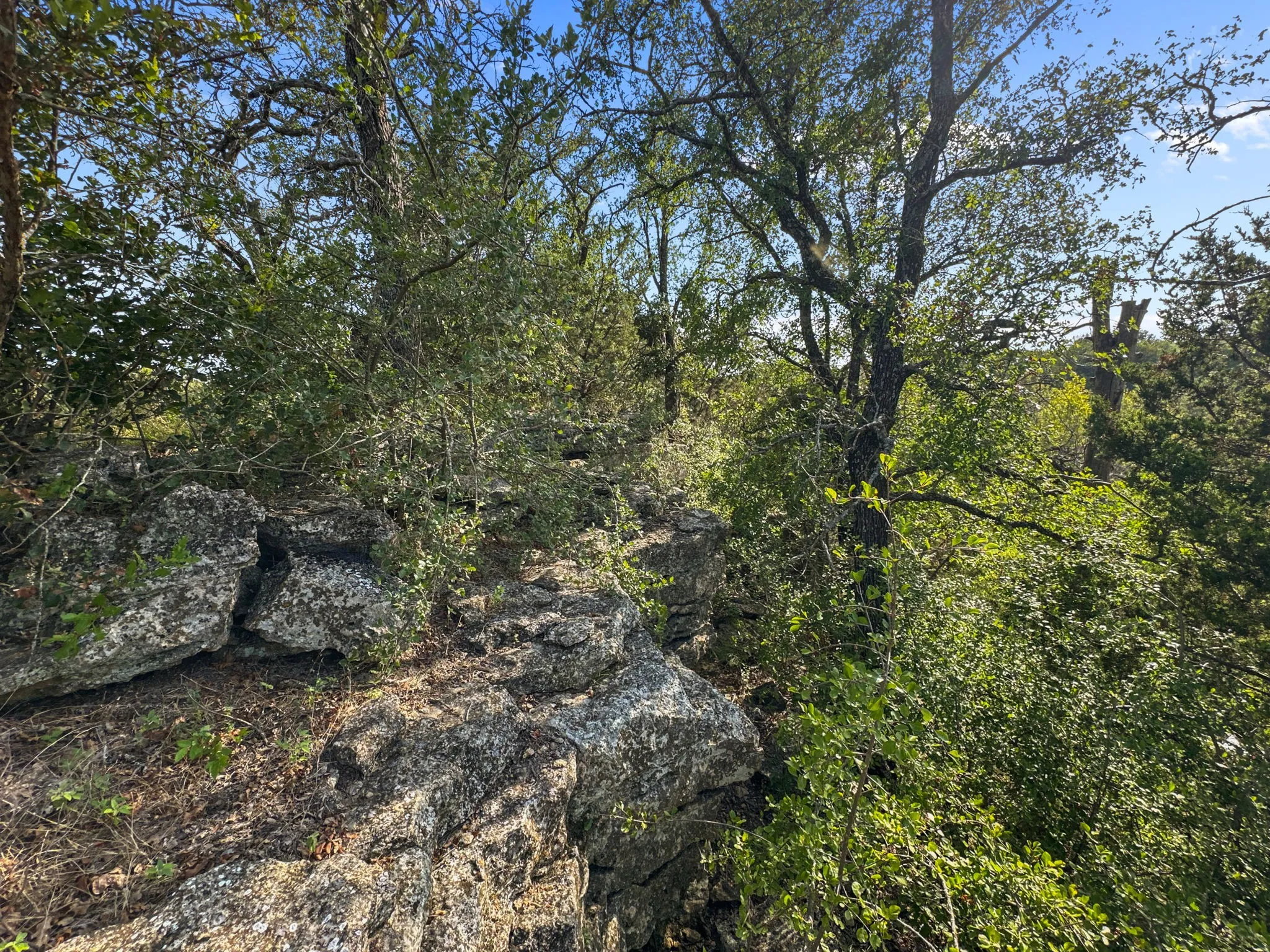 View of wooded area