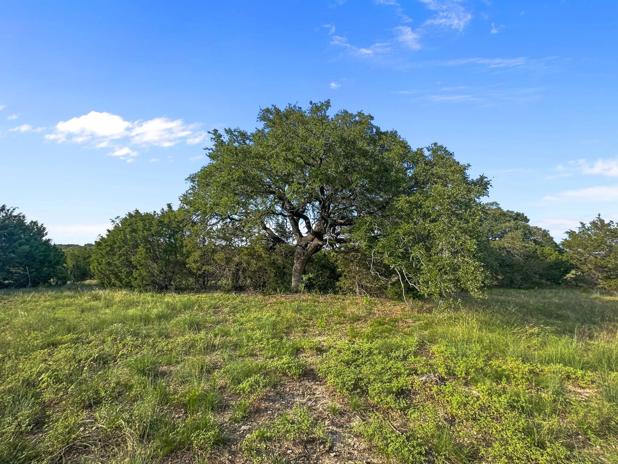 View of tree filled area