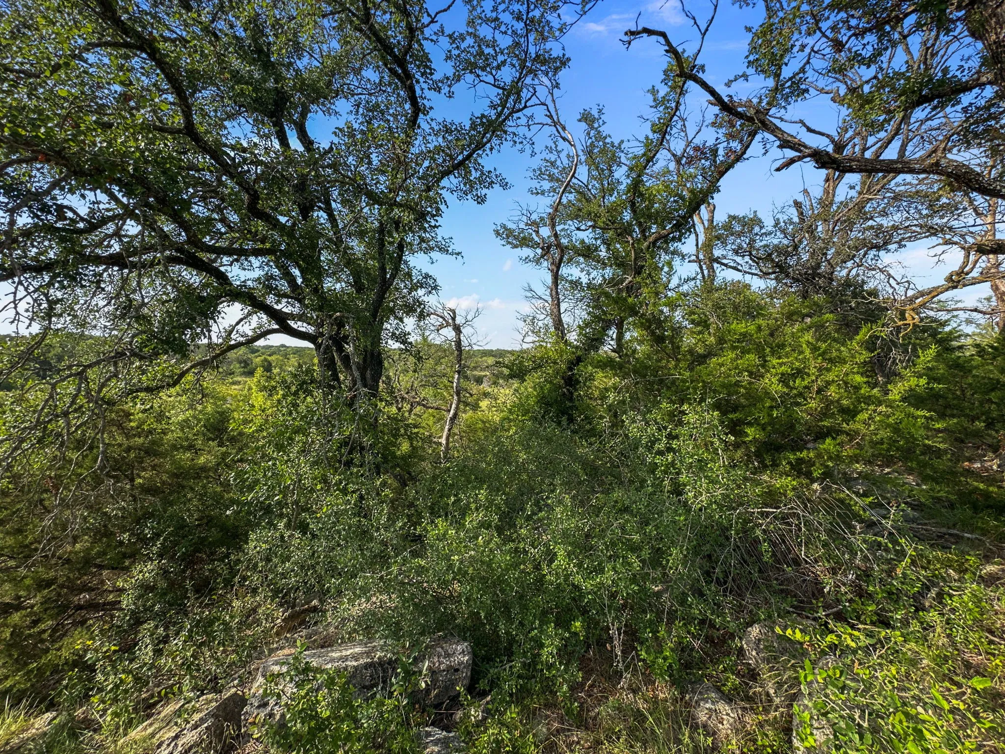 View of woods
