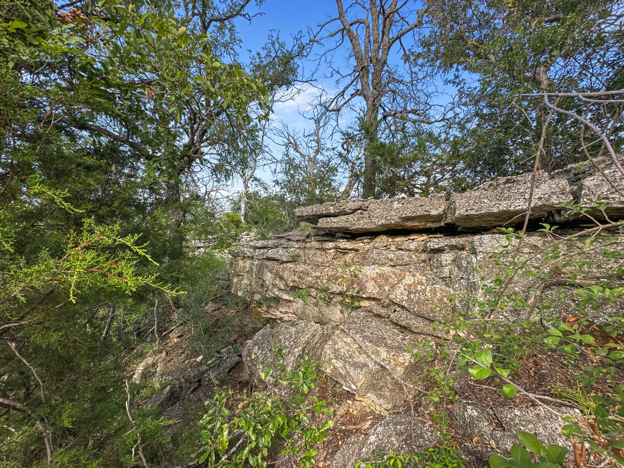 View of local wilderness