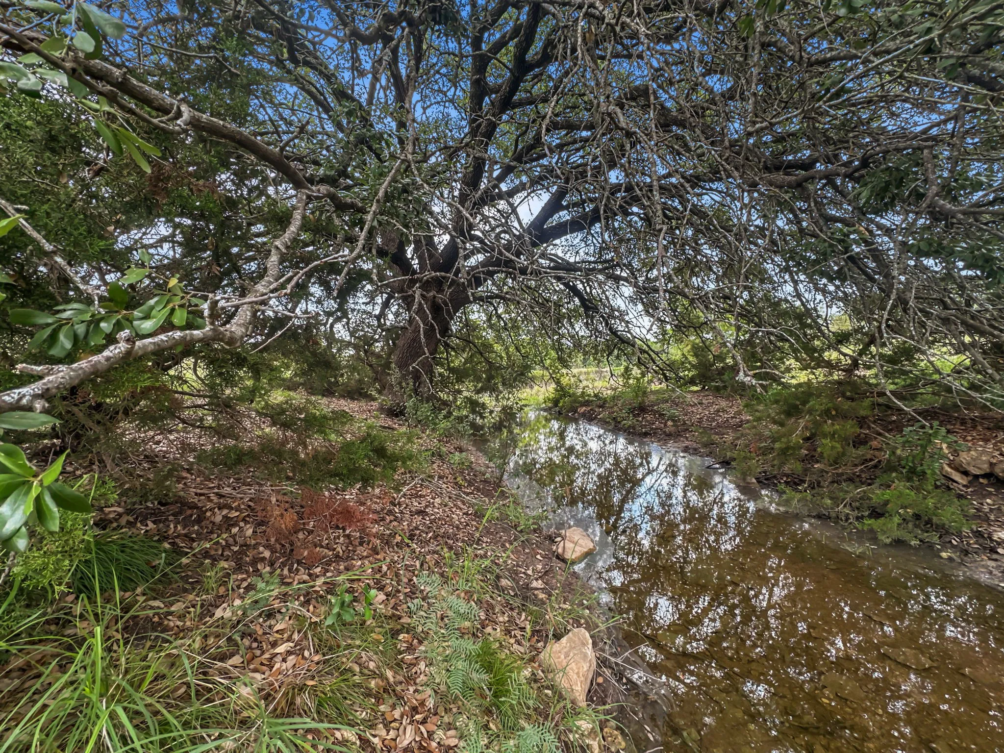 View of nature
