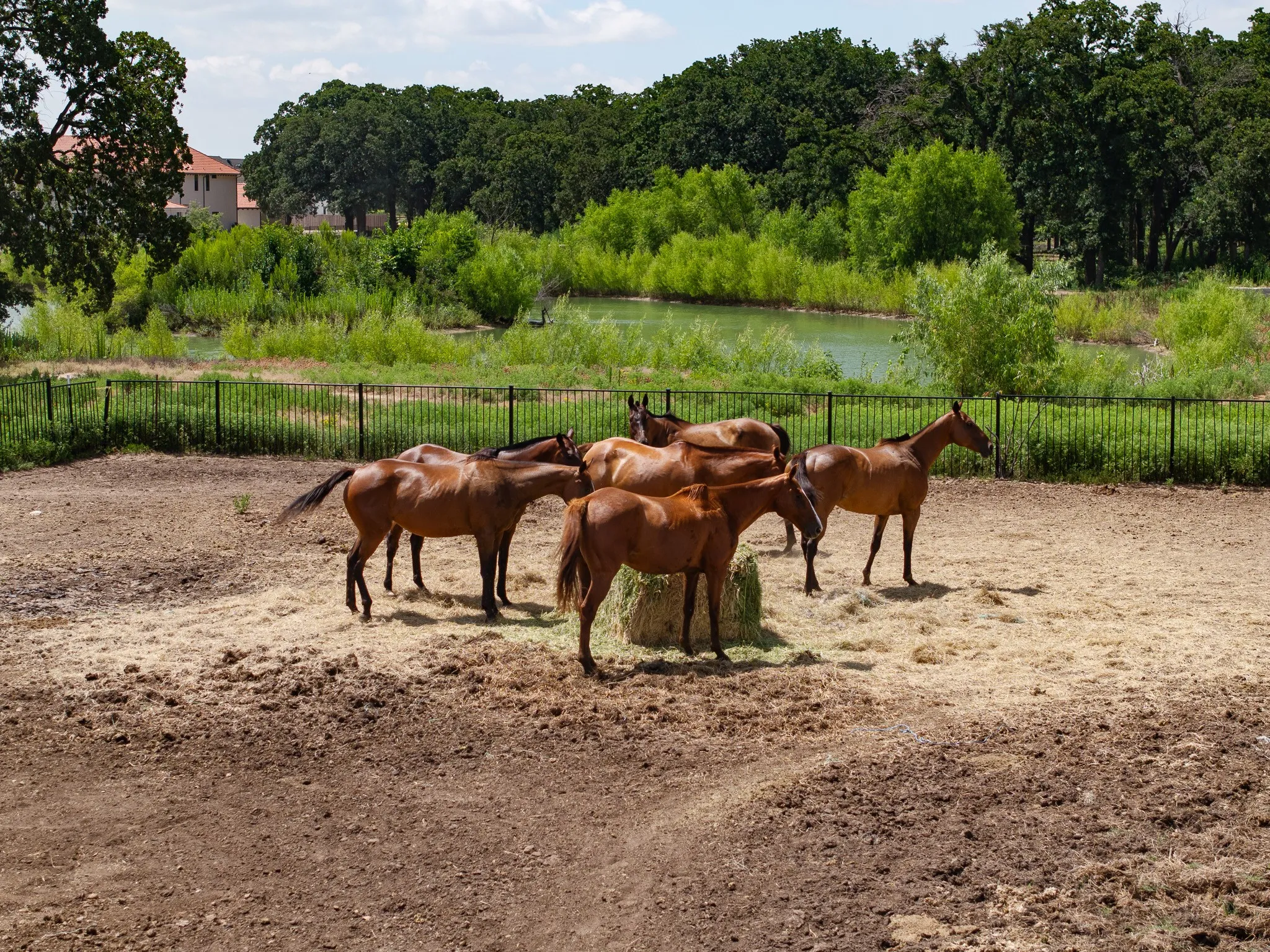 Unimproved Land For Sale in Denton County , 311 Martingale Trail, Oak Point, Texas 75068, 0, 0, Garage spaces, 0 Sqft, built in 0, Price $475,000, mls#20983482, Real Estate Agent in Oak Point, Homes For Sale in Denton county, Homes For Sale in Oak Point, Realtor in Oak Point Texas, Real Estate Brokerage Independent Realty Texas, Luminita Cordes Realtor
