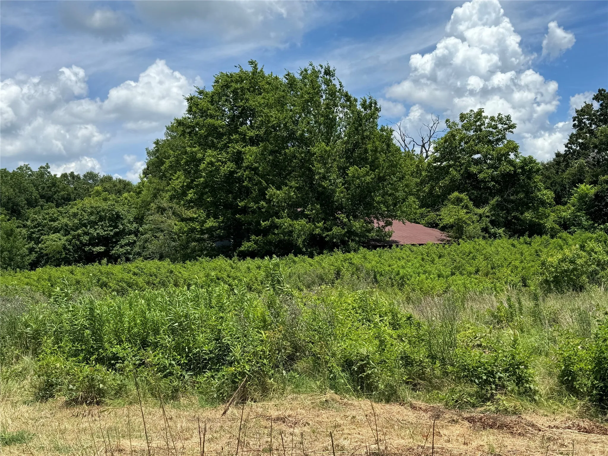 View of wooded area