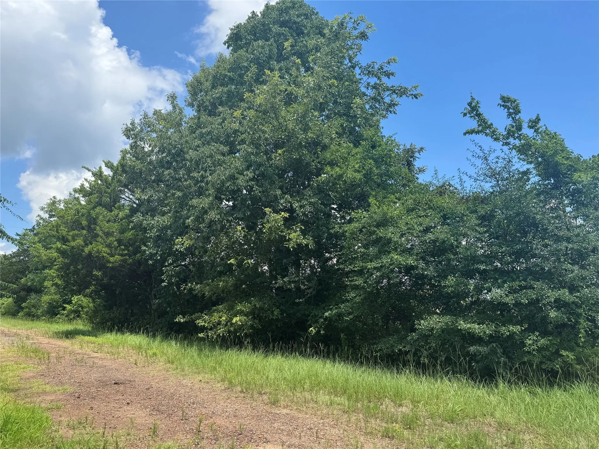 View of wooded area