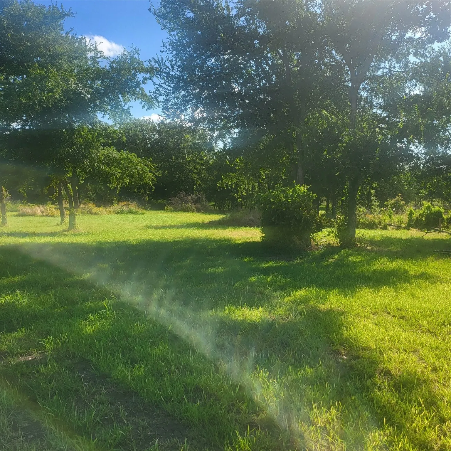 View of grassy yard
