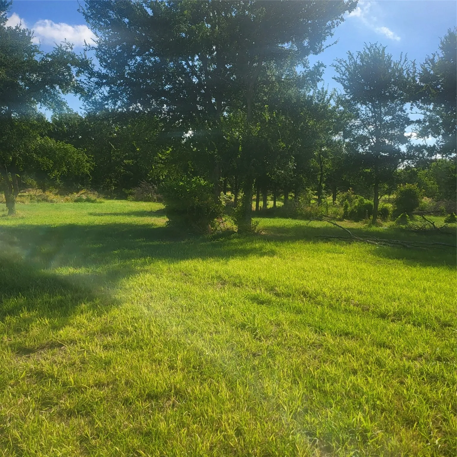 View of grassy yard