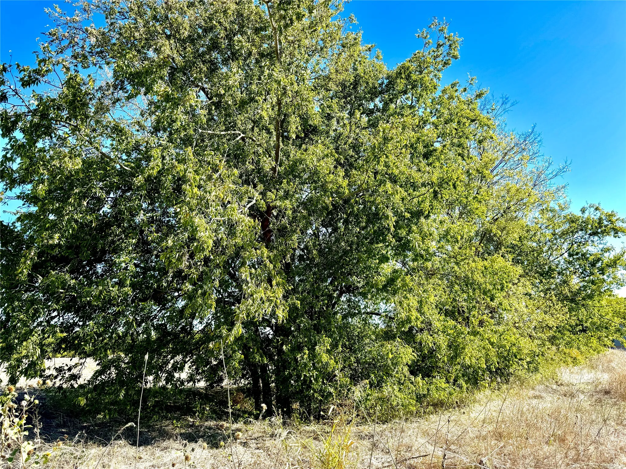 Unimproved Land For Sale in Collin County , Lot 10 CR-590, Nevada, Texas 75173, 0, 0, Garage spaces, 0 Sqft, built in 0, Price $190,000, mls#20986714, Real Estate Agent in Nevada, Homes For Sale in Collin county, Homes For Sale in Nevada, Realtor in Nevada Texas, Real Estate Brokerage Independent Realty Texas, Luminita Cordes Realtor
