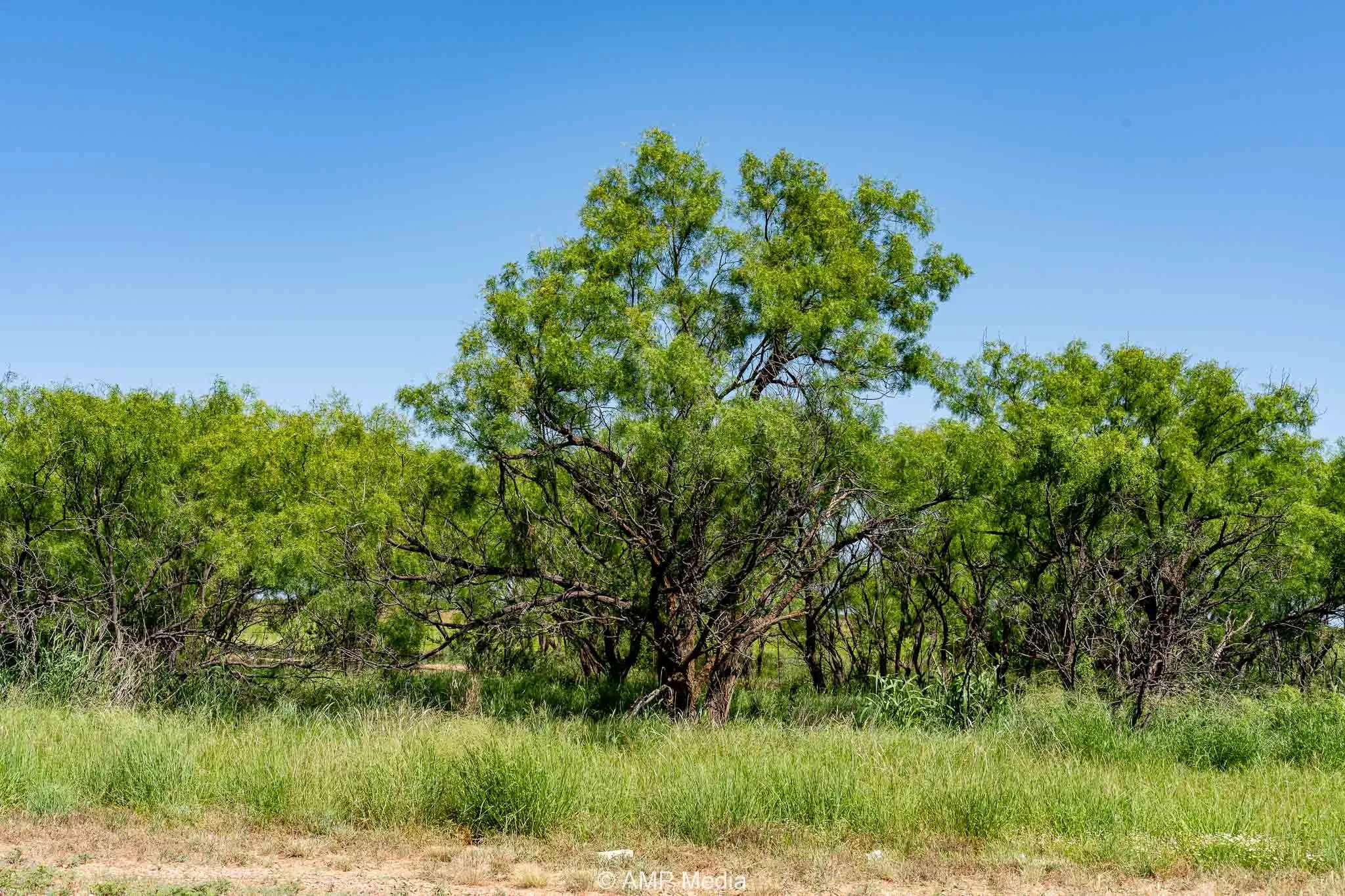 Unimproved Land For Sale in Fisher County , FM 2142 FM 2142, Rotan, Texas 79546, 0, 0, Garage spaces, 0 Sqft, built in 0, Price $126,157, mls#20956864, Real Estate Agent in Rotan, Homes For Sale in Fisher county, Homes For Sale in Rotan, Realtor in Rotan Texas, Real Estate Brokerage Independent Realty Texas, Luminita Cordes Realtor